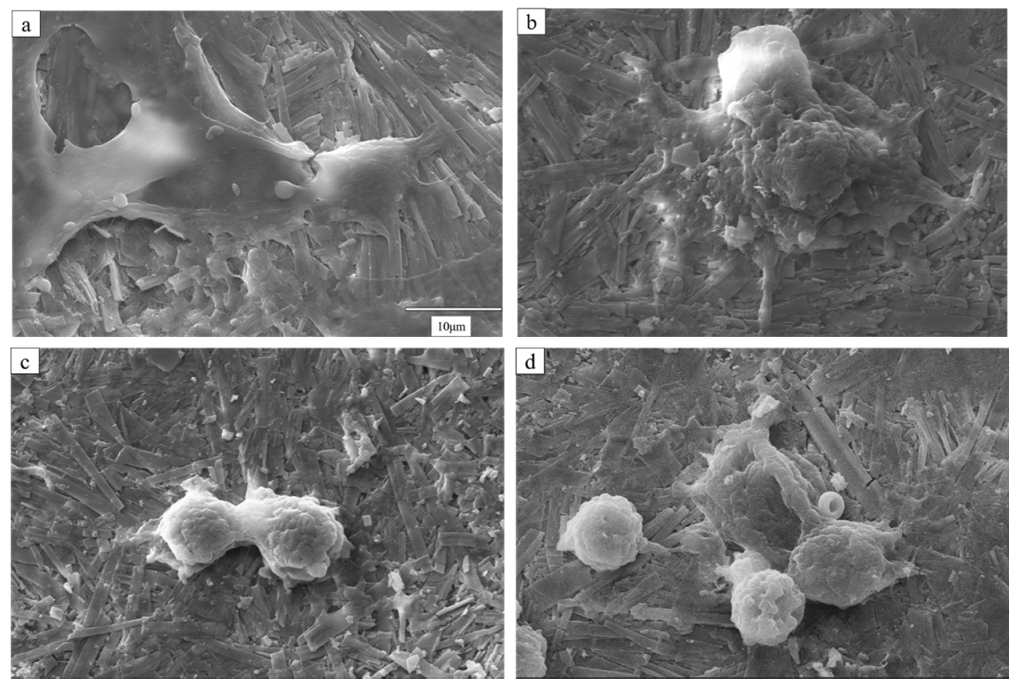 Coatings 11 00957 g004