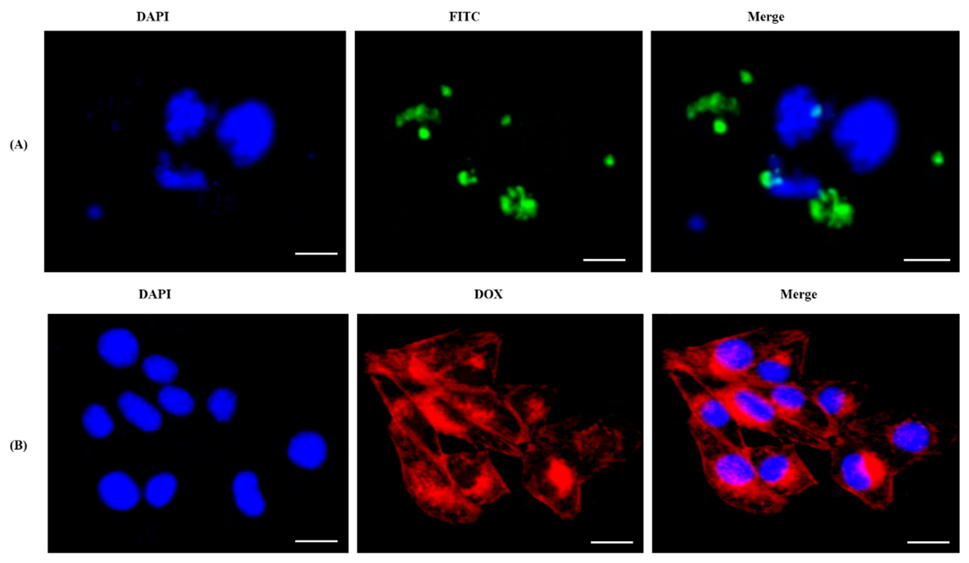 Coatings 11 01008 g004