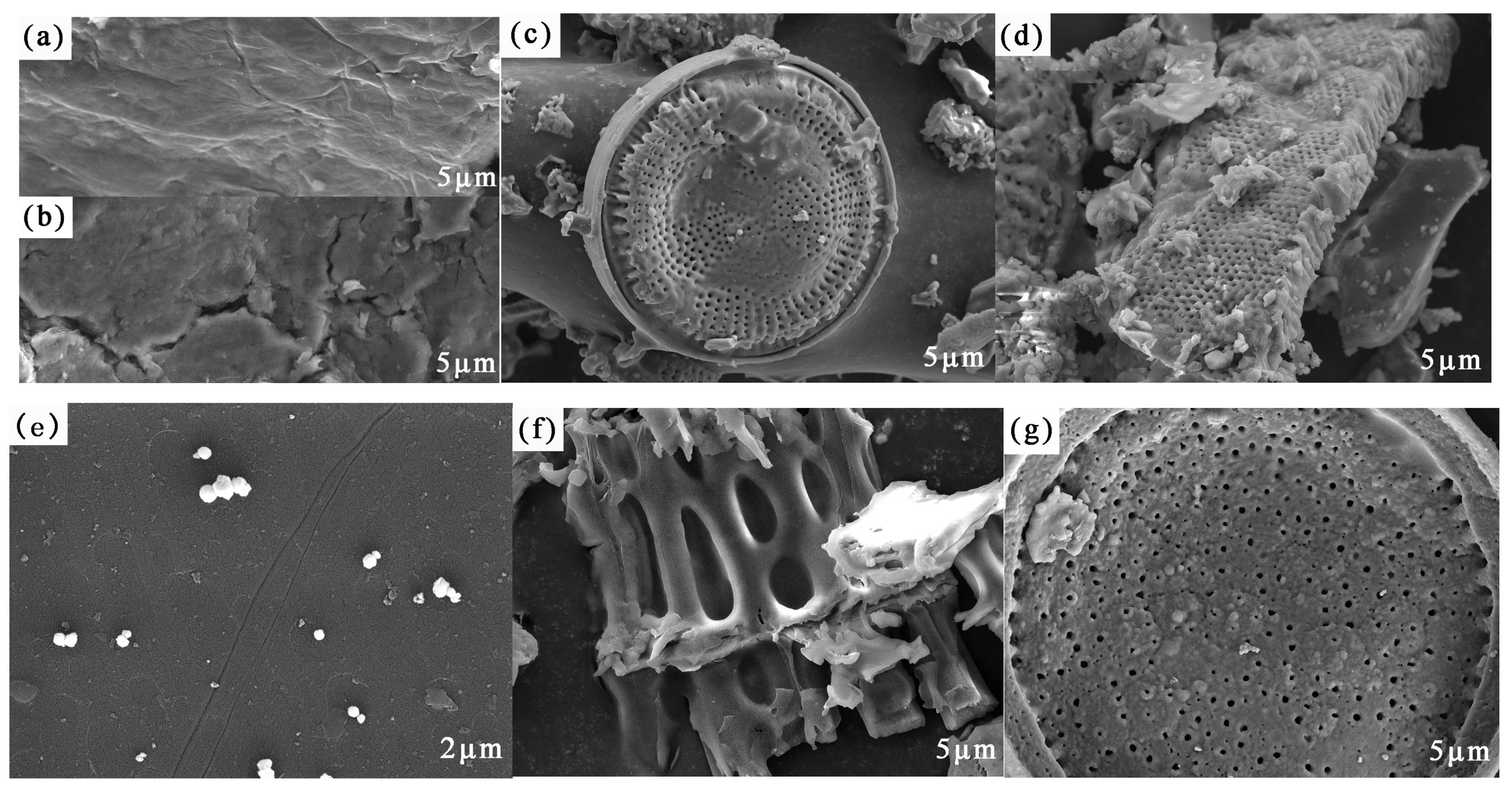 Coatings 11 01040 g001 550