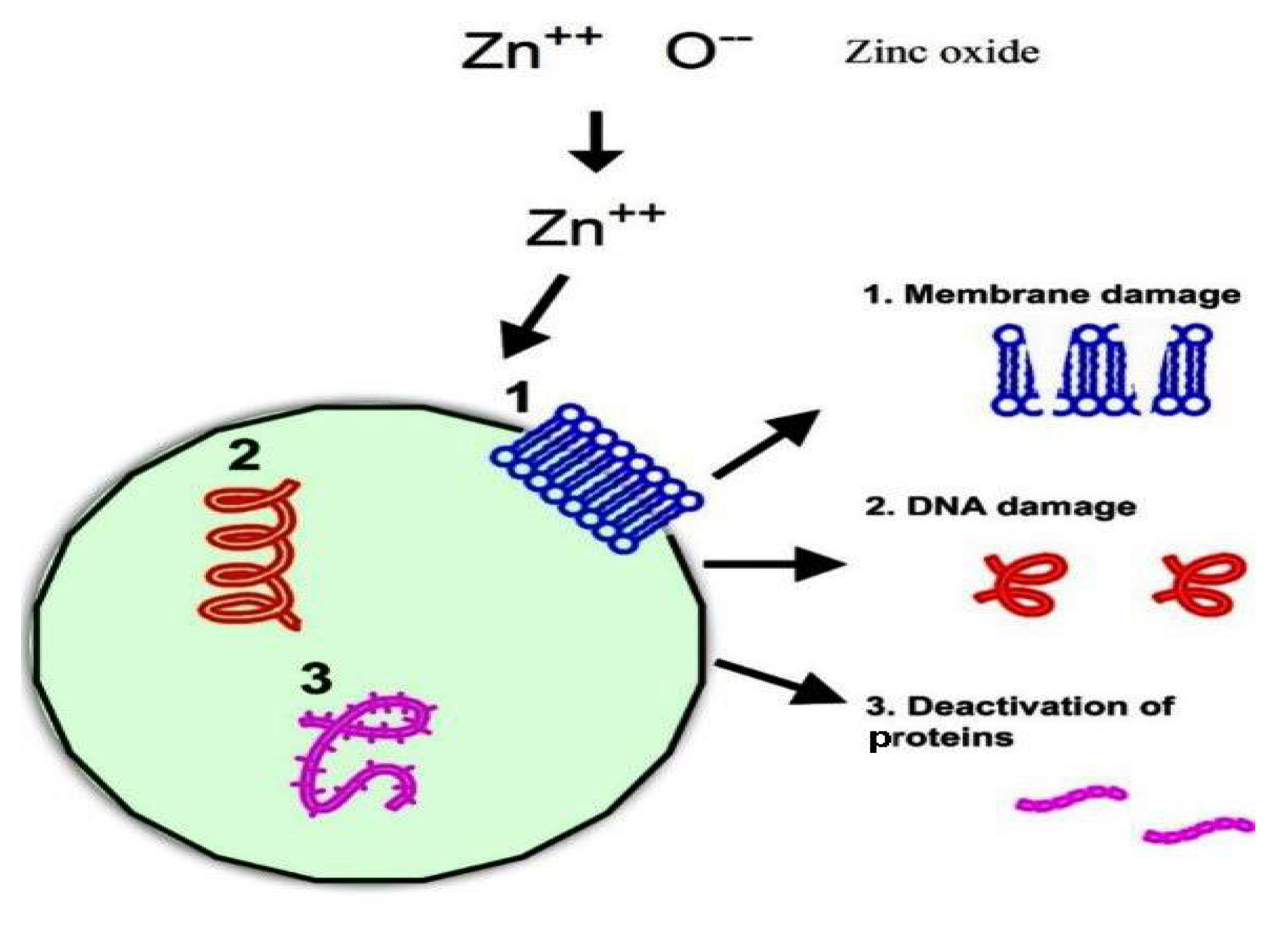 Coatings 11 01046 g008 550