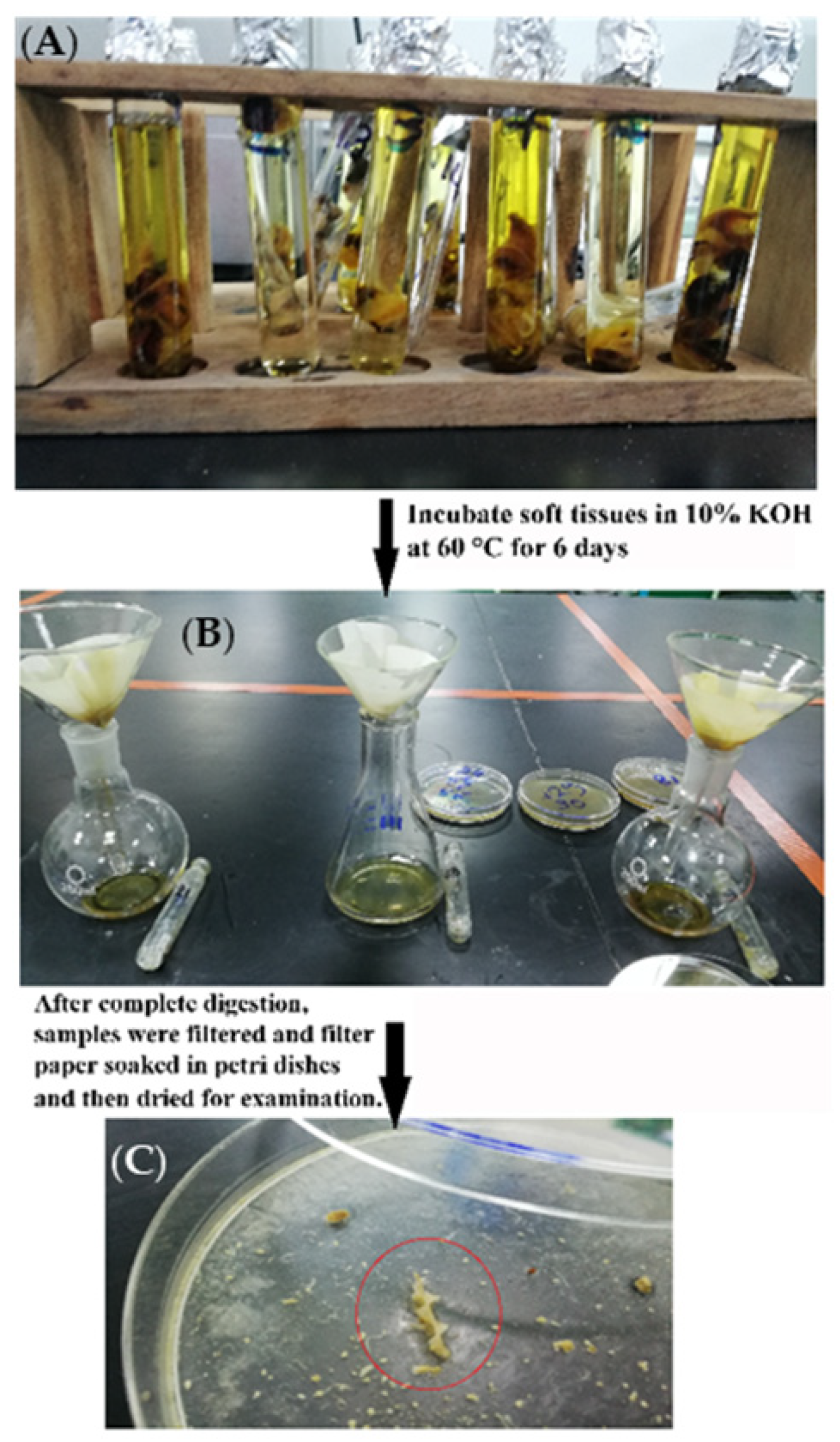 Coatings 11 01152 g003 Coatings 11 01152 g003