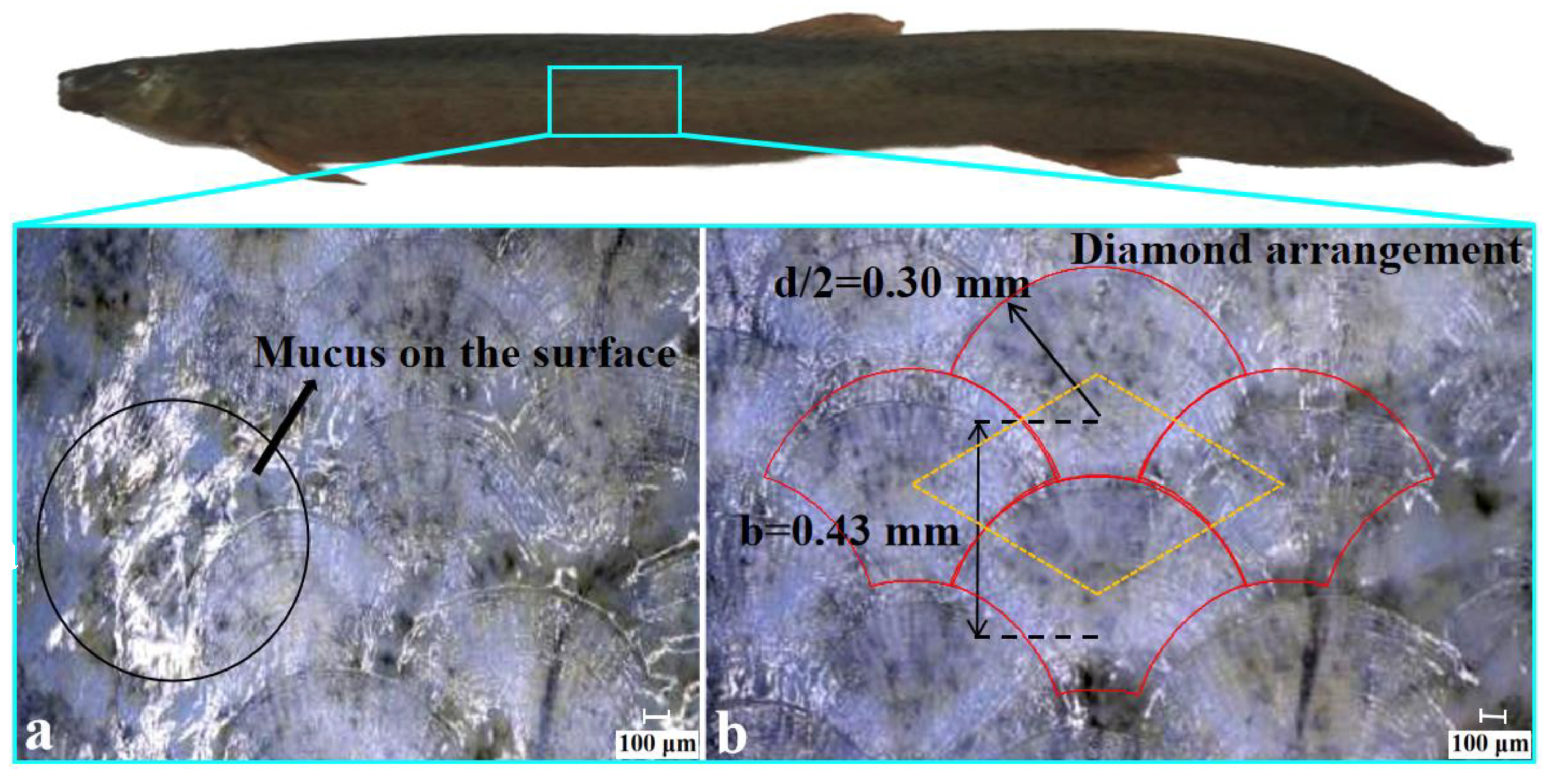 Coatings 11 01357 g006