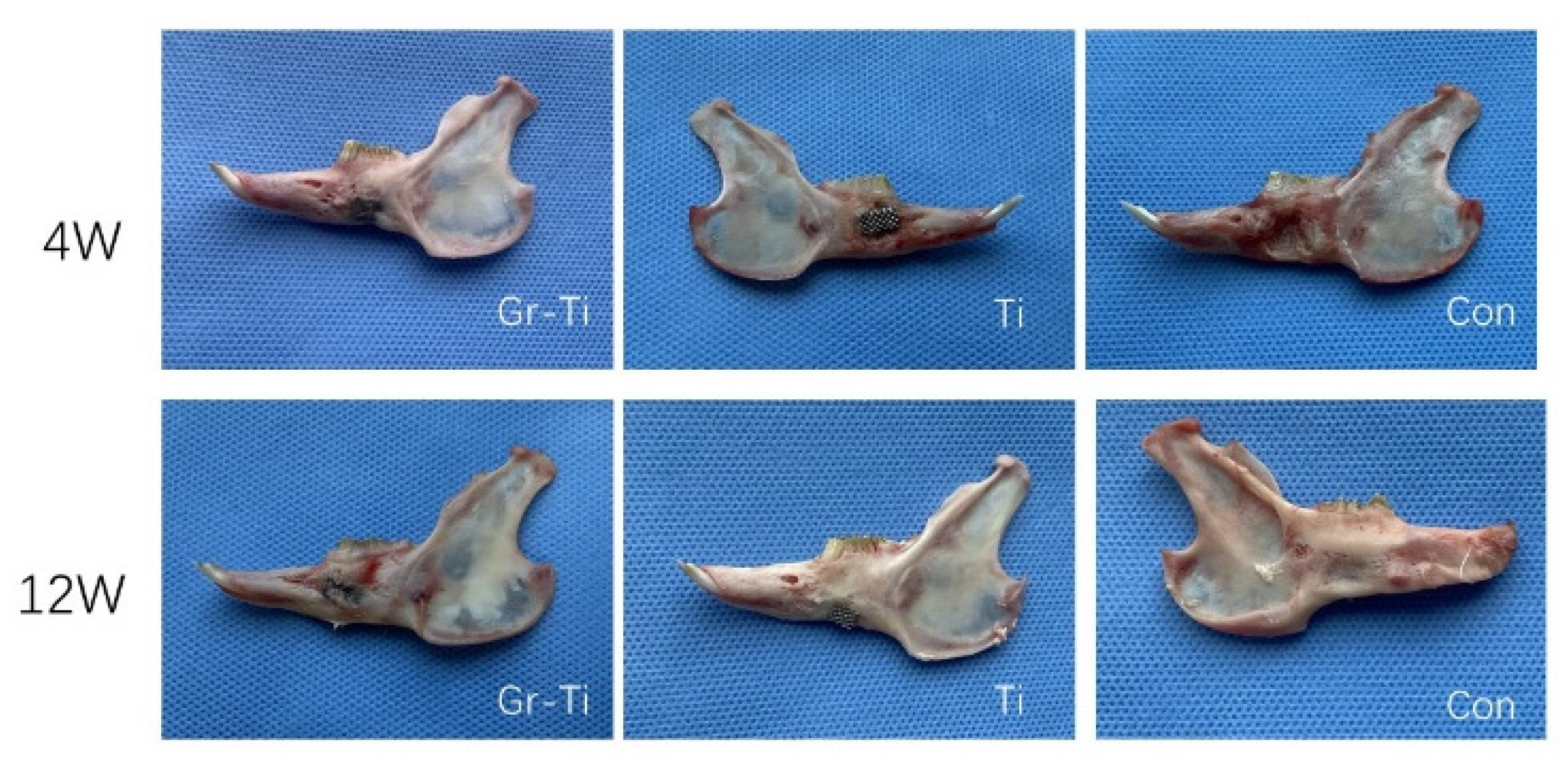 Coatings 11 01509 g007 550