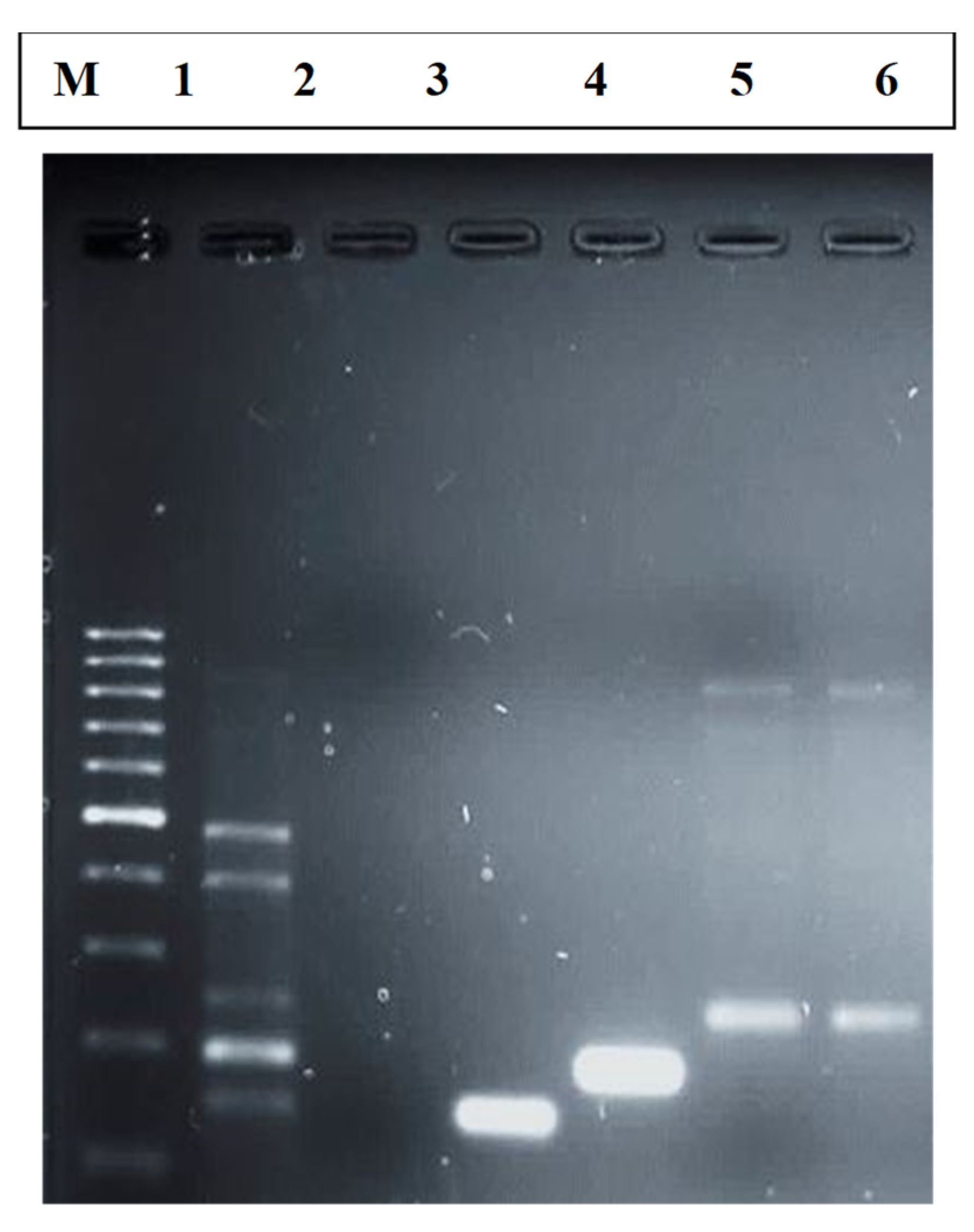 Coatings 11 01544 g002