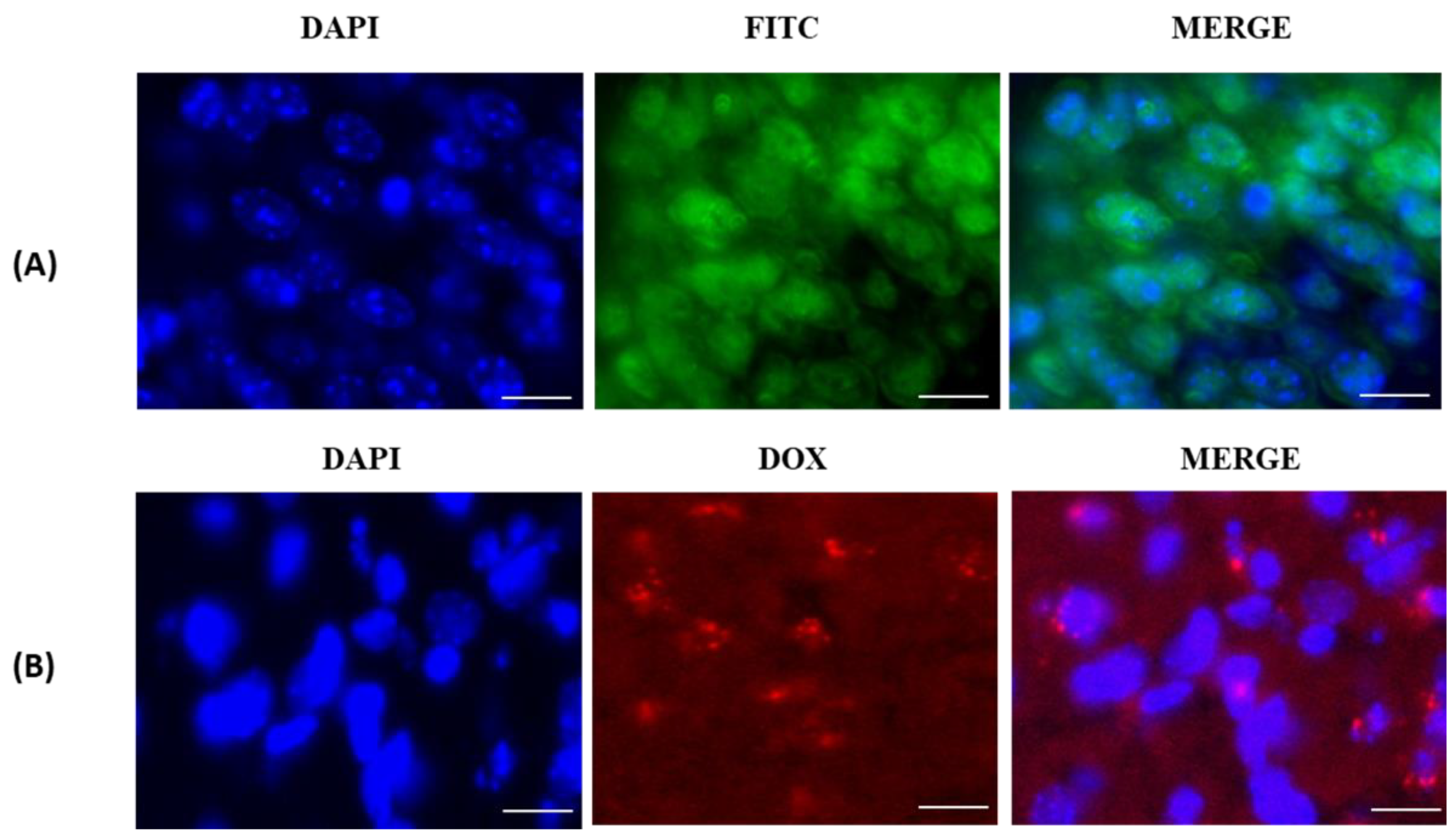 Coatings 12 00060 g005 Coatings 12 00060 g005