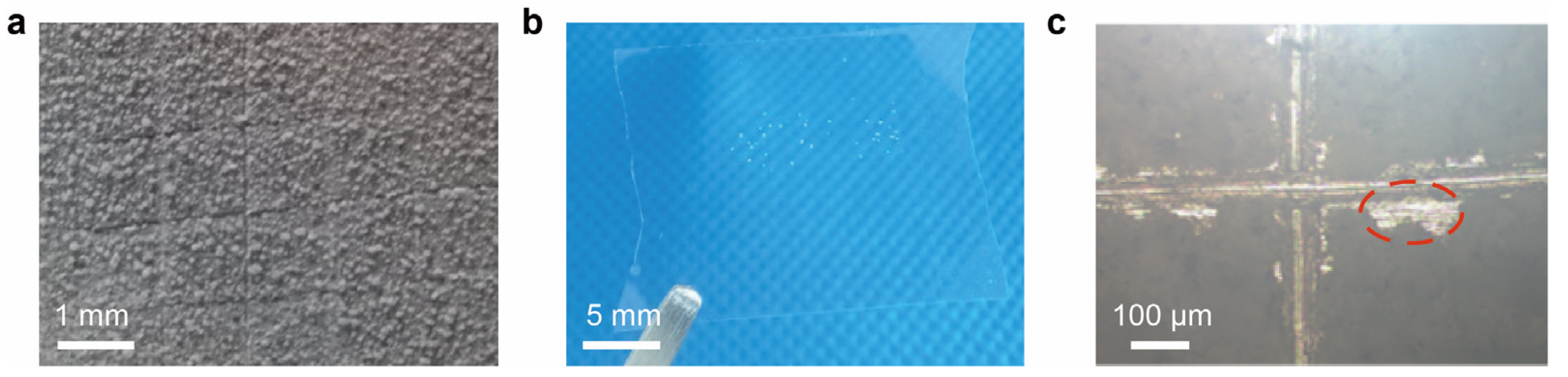 Coatings 12 00185 g007 550