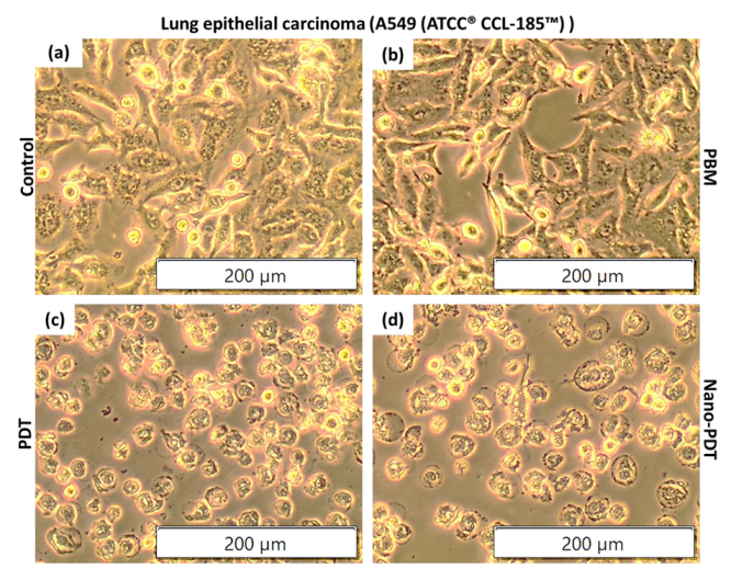 Coatings 12 00199 g002 550