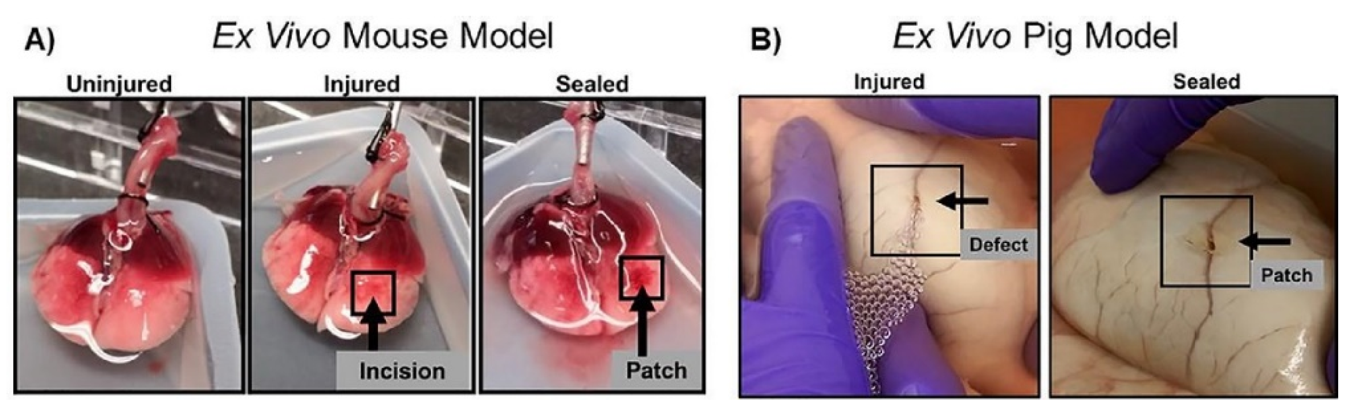 Coatings 12 00211 g003