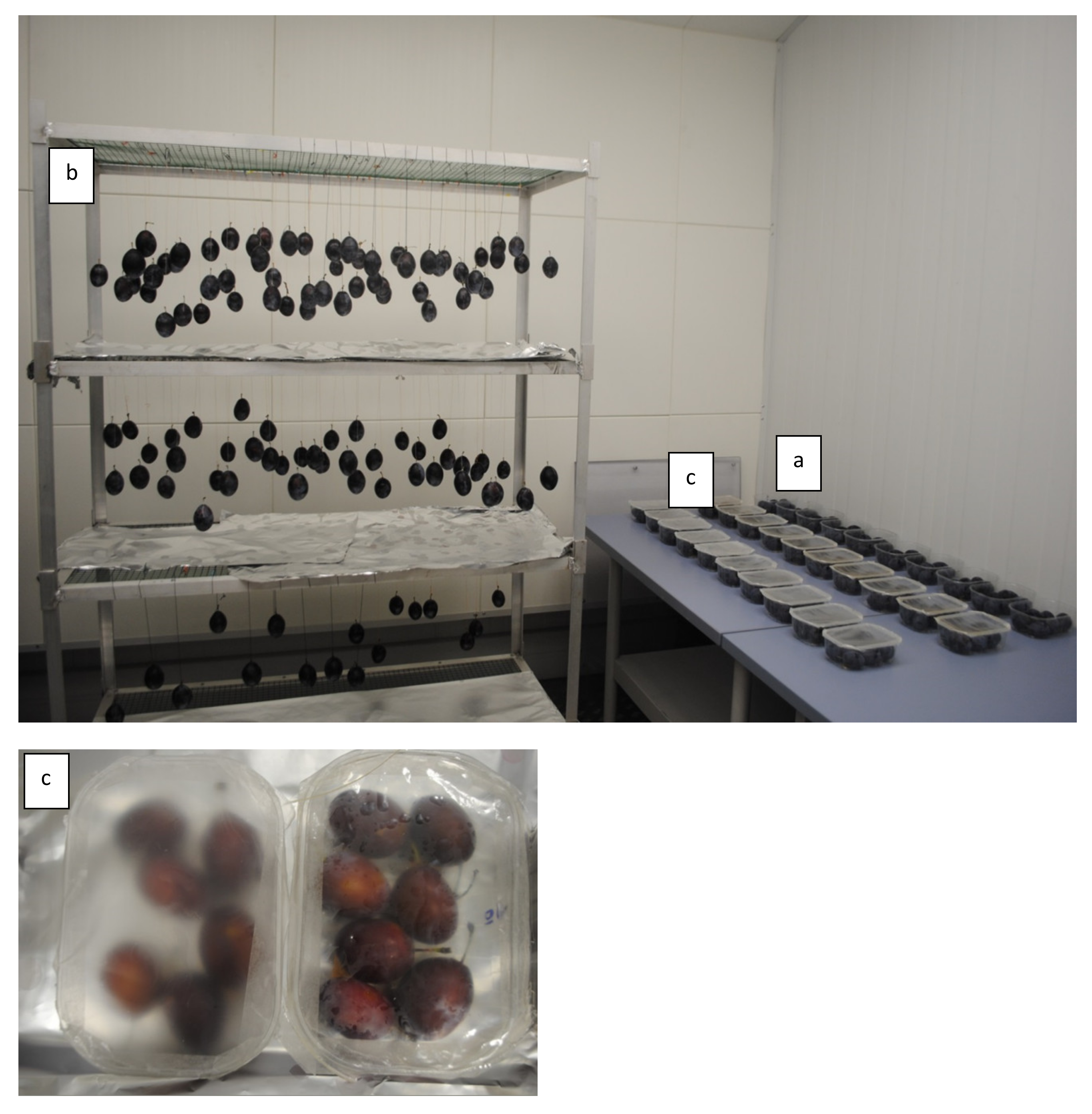 Coatings 12 00226 g001