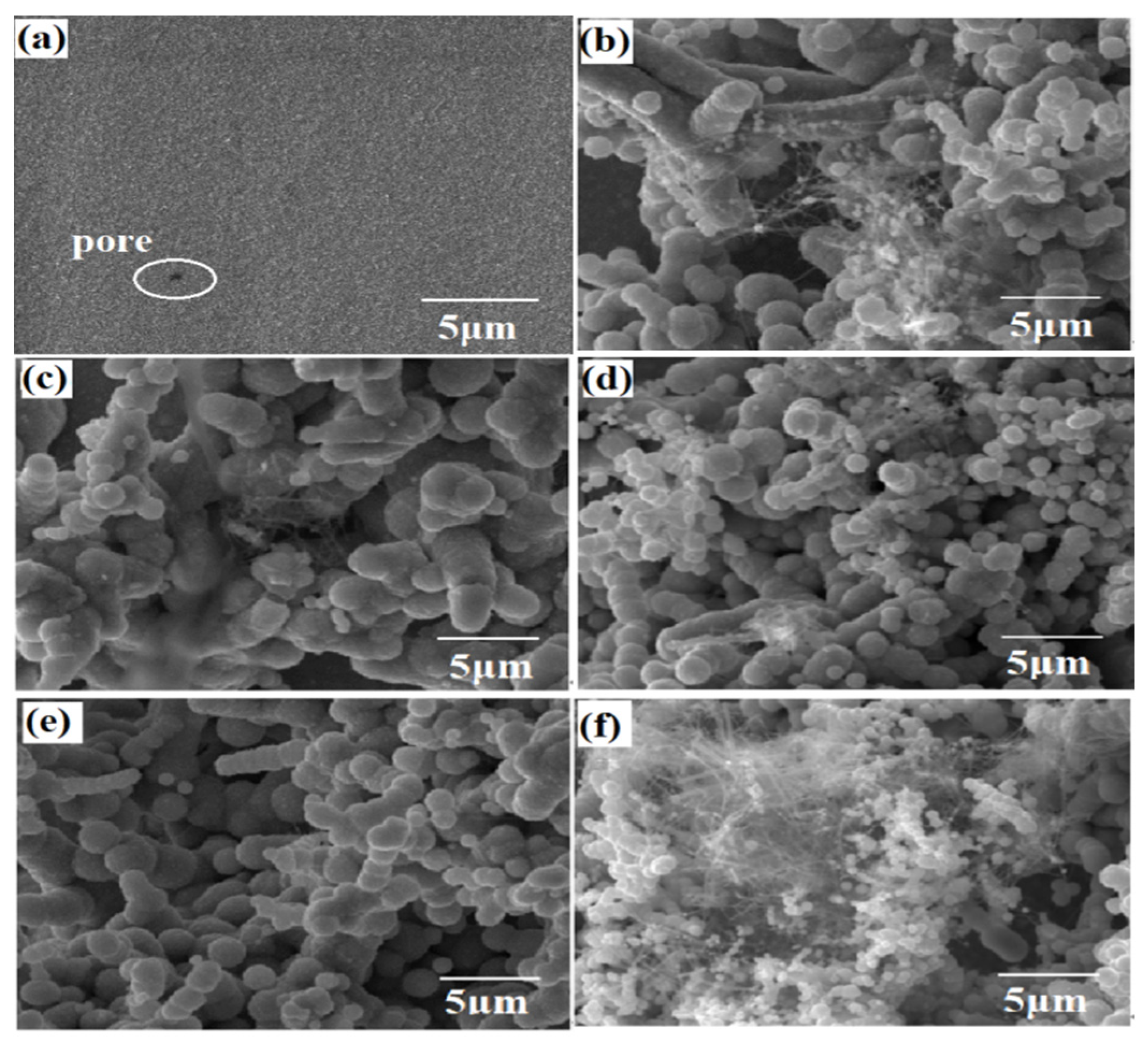 Coatings 12 00231 g001