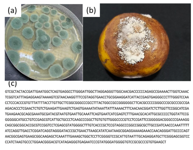 Coatings 12 00235 g002 550