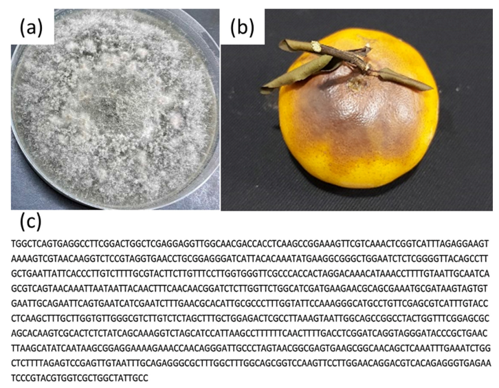 Coatings 12 00235 g004 550