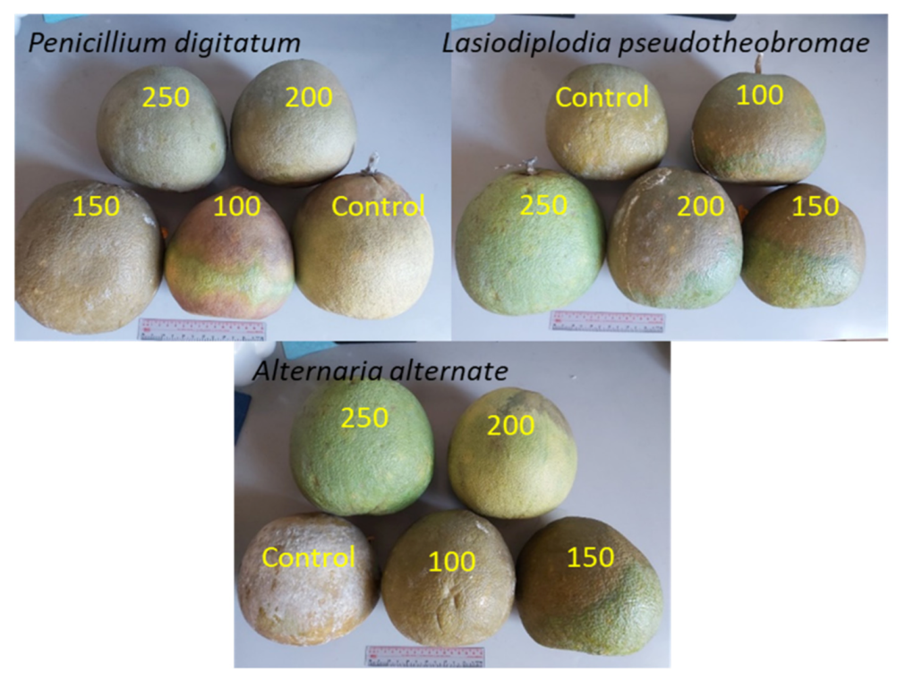 Coatings 12 00235 g008 550