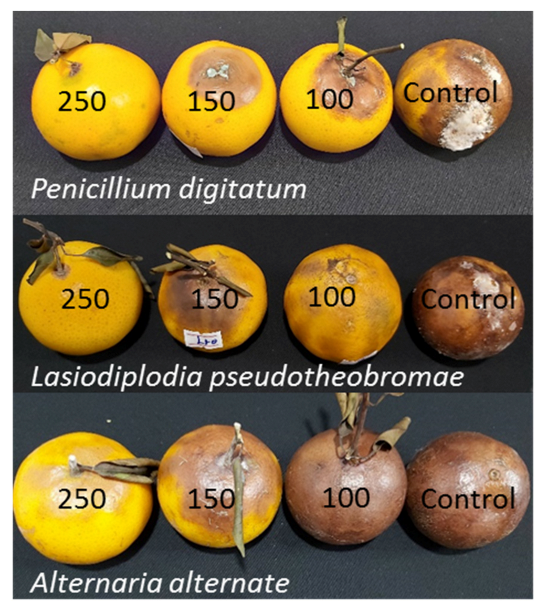 Coatings 12 00235 g010 550