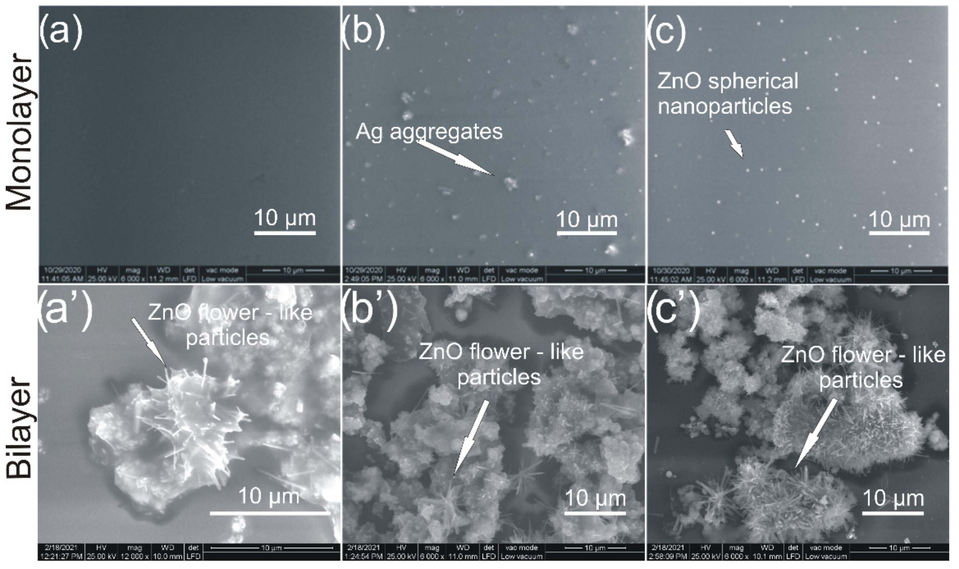 Coatings 12 00253 g001 550