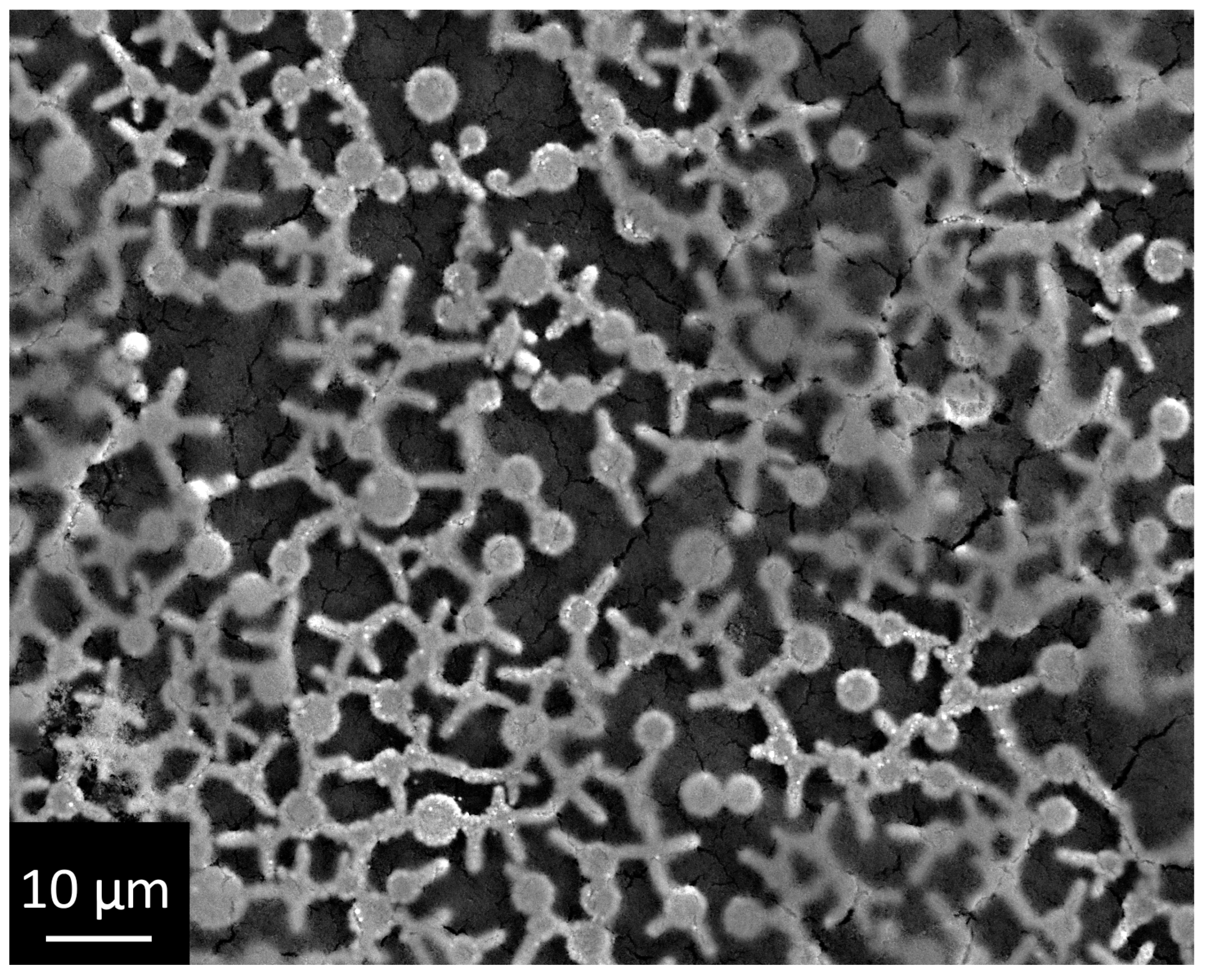 Coatings 12 00266 g004 550
