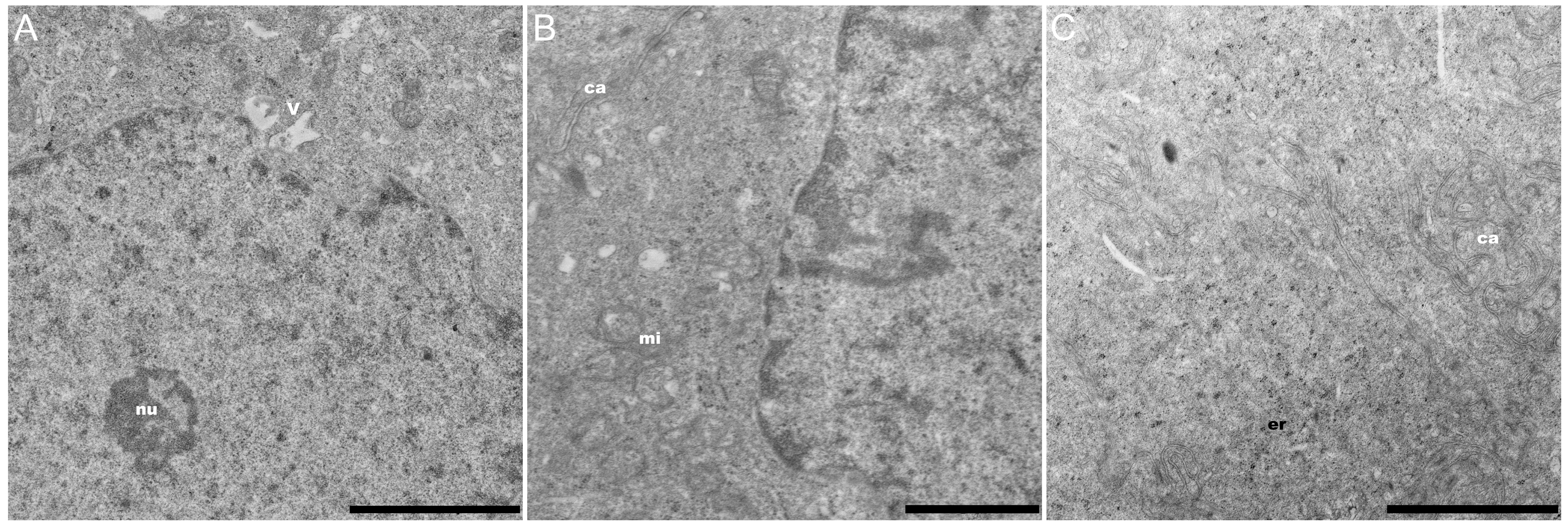 Coatings 12 00266 g010 550