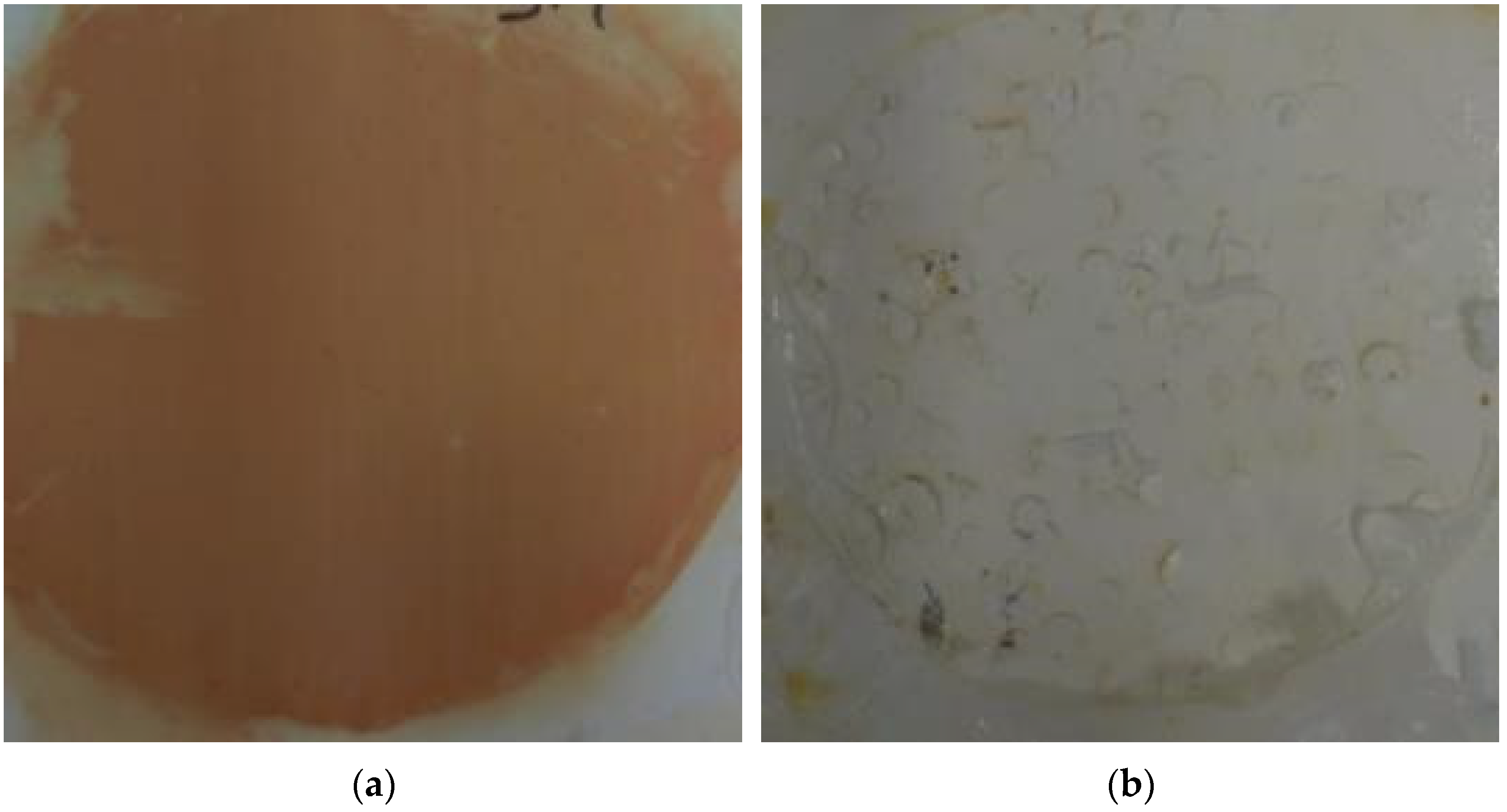 Coatings 12 00309 g006 550