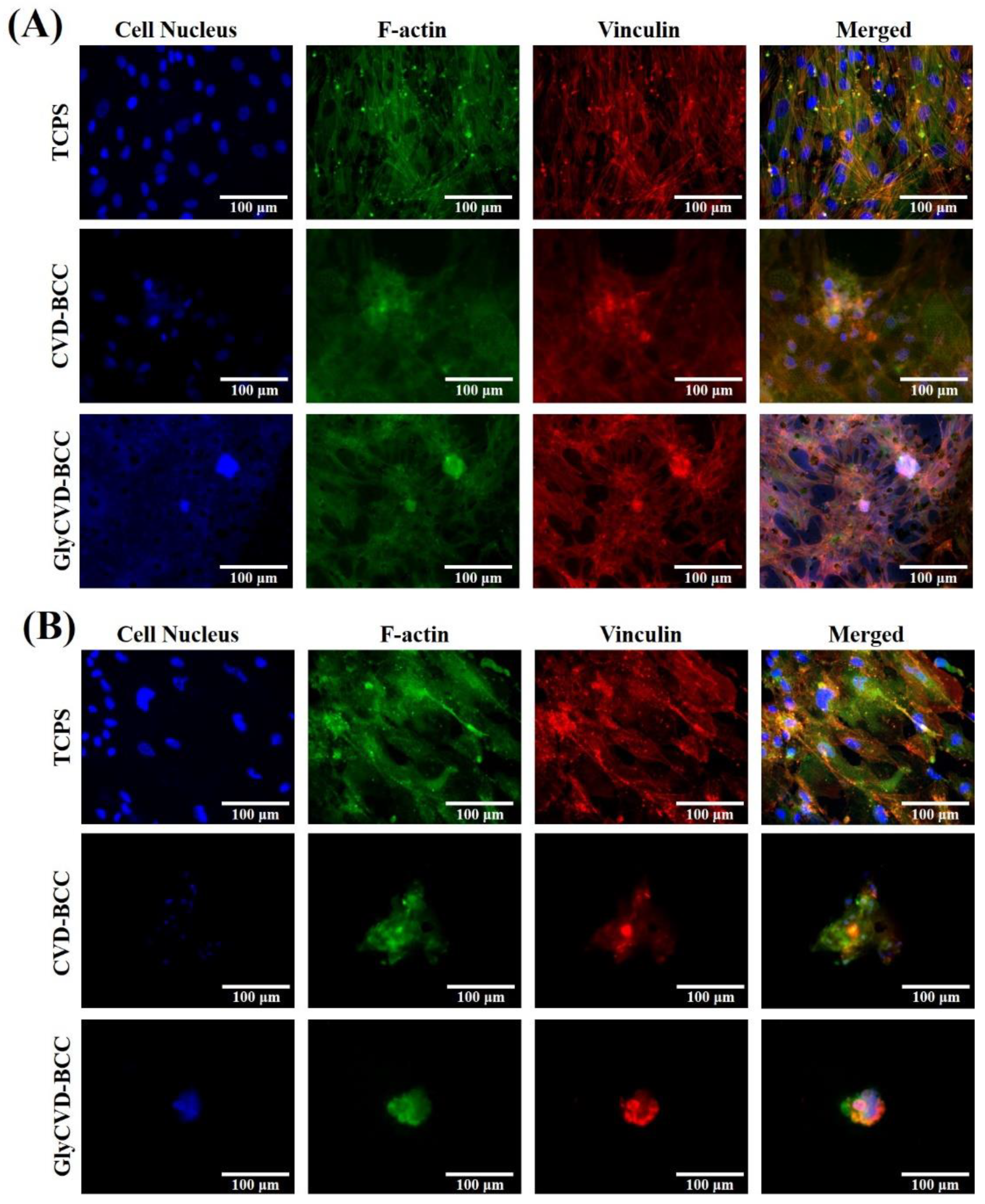 Coatings 12 00311 g004 550