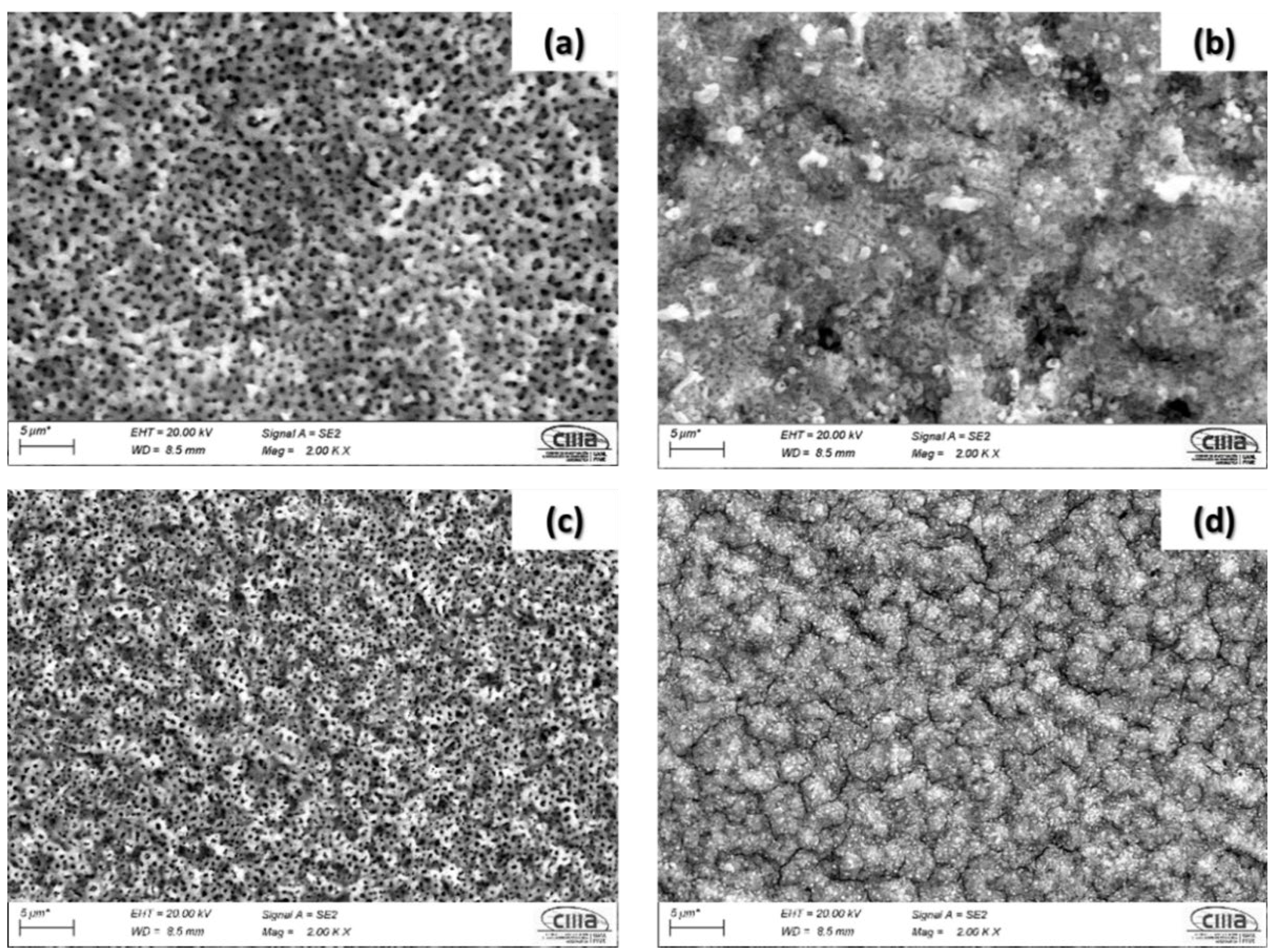 Coatings 12 00325 g003 550