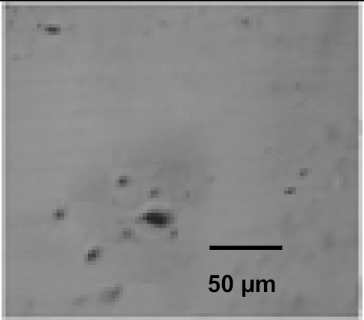 Coatings 12 00339 i010