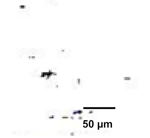 Coatings 12 00339 i011