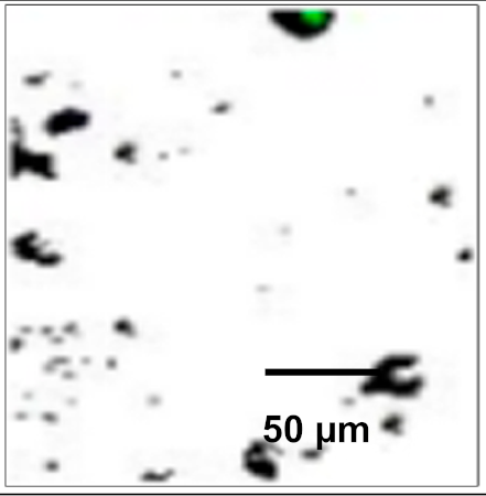 Coatings 12 00339 i026