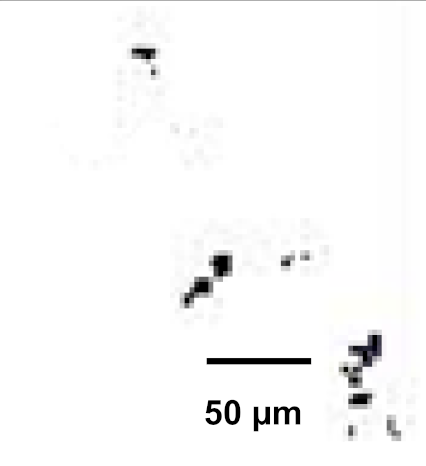 Coatings 12 00339 i056