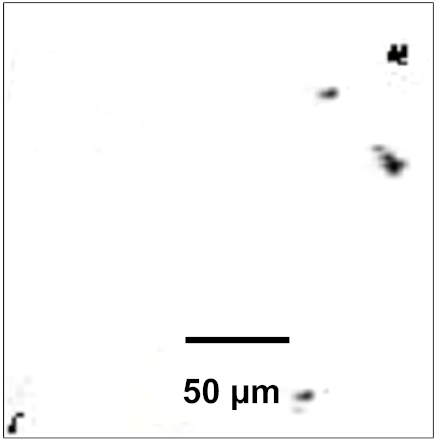 Coatings 12 00339 i062