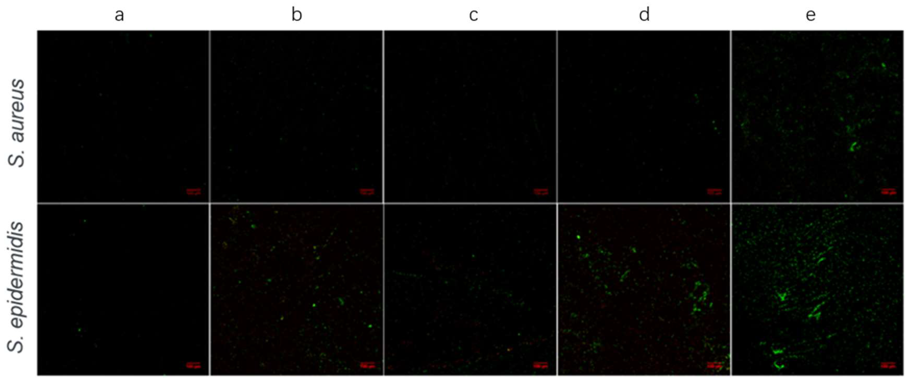 Coatings 12 00414 g006