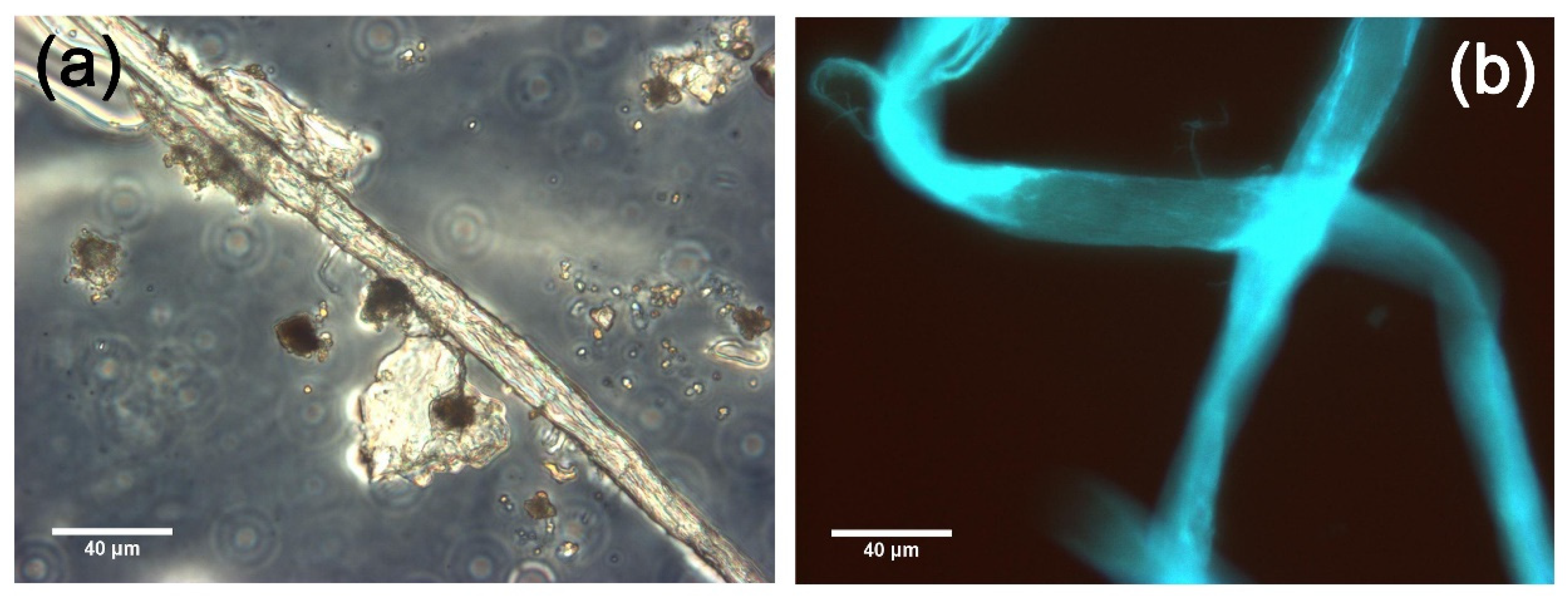 Coatings 12 00426 g003