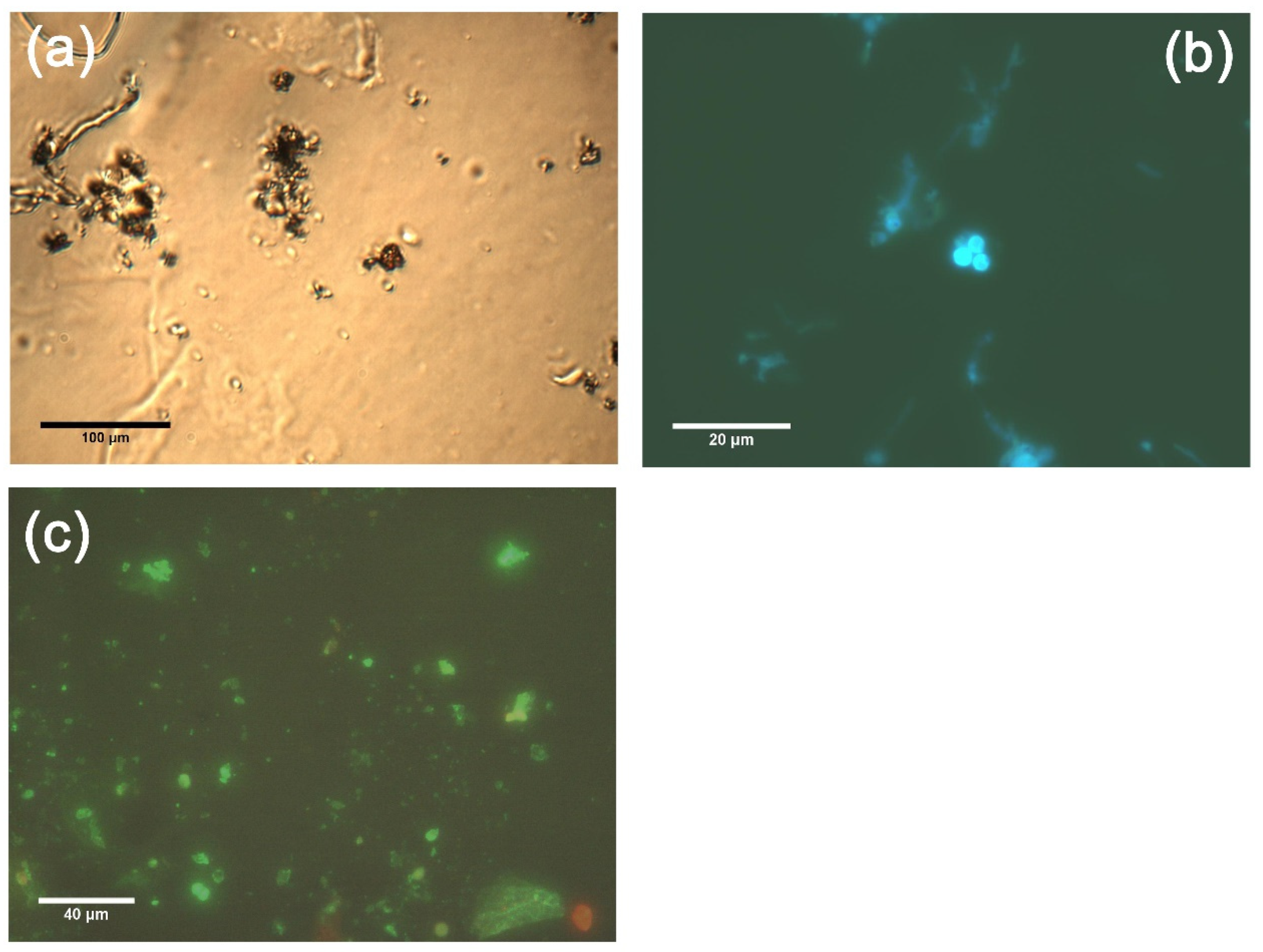 Coatings 12 00426 g005