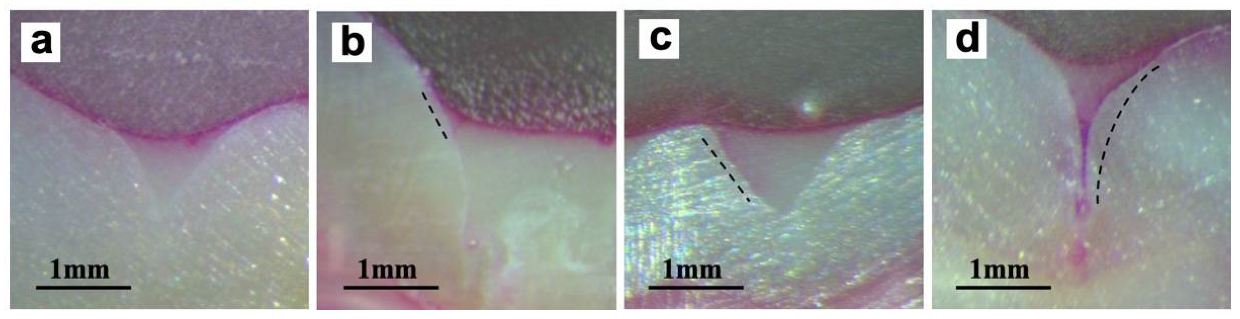 Coatings 12 00441 g006