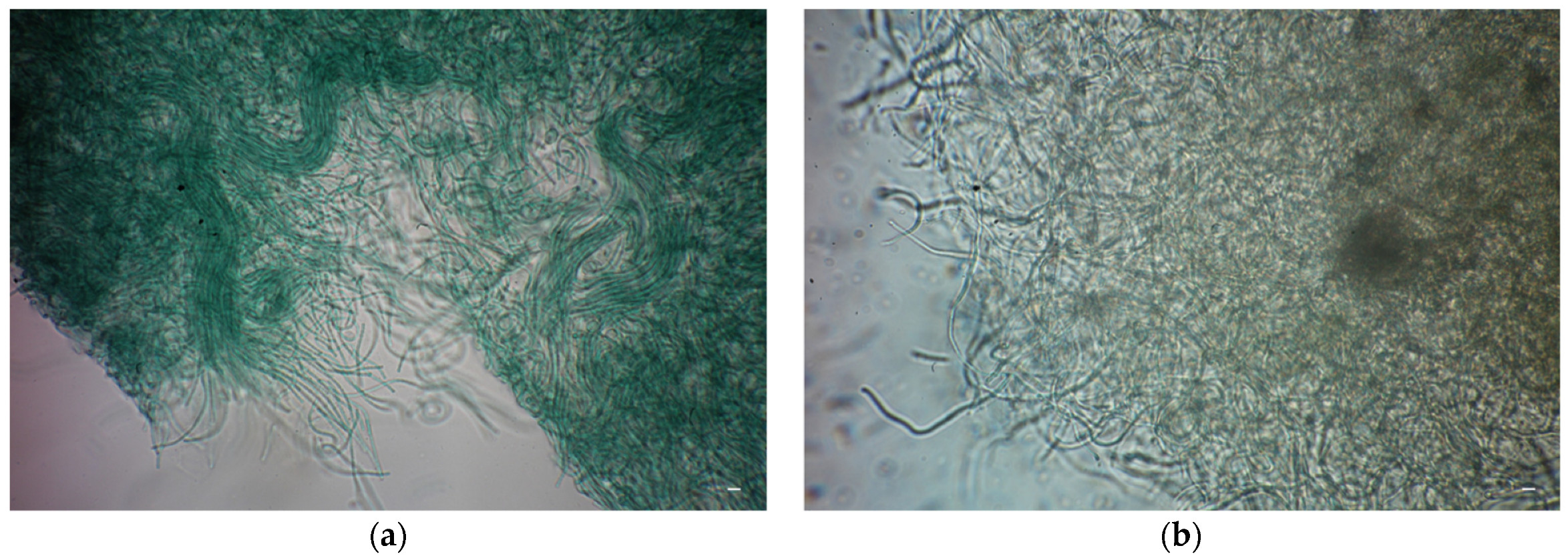 Coatings 12 00462 g005