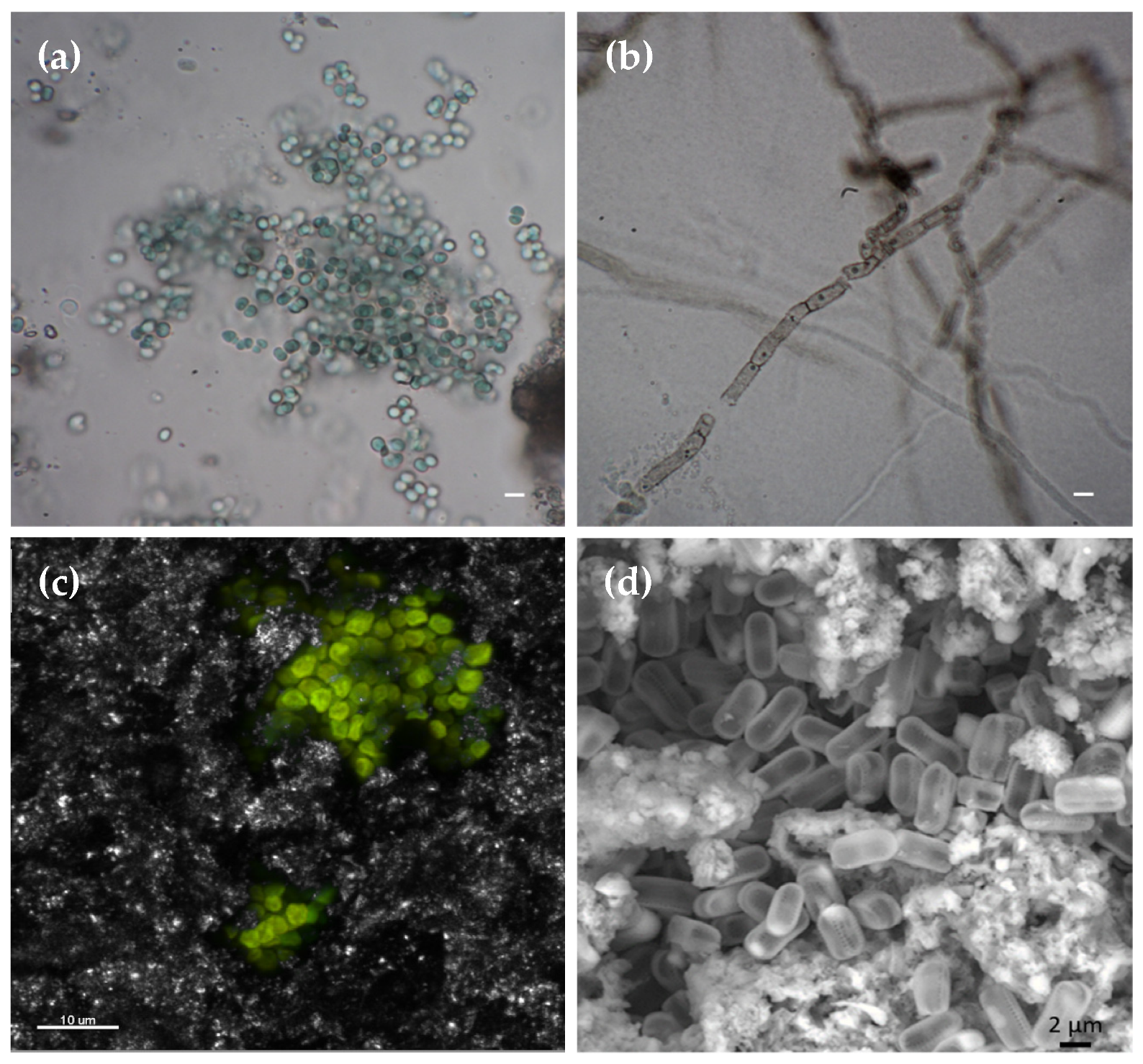 Coatings 12 00462 g008