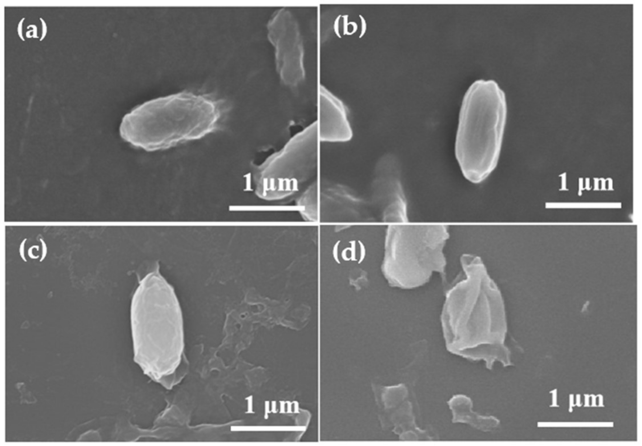 Coatings 12 00528 g006