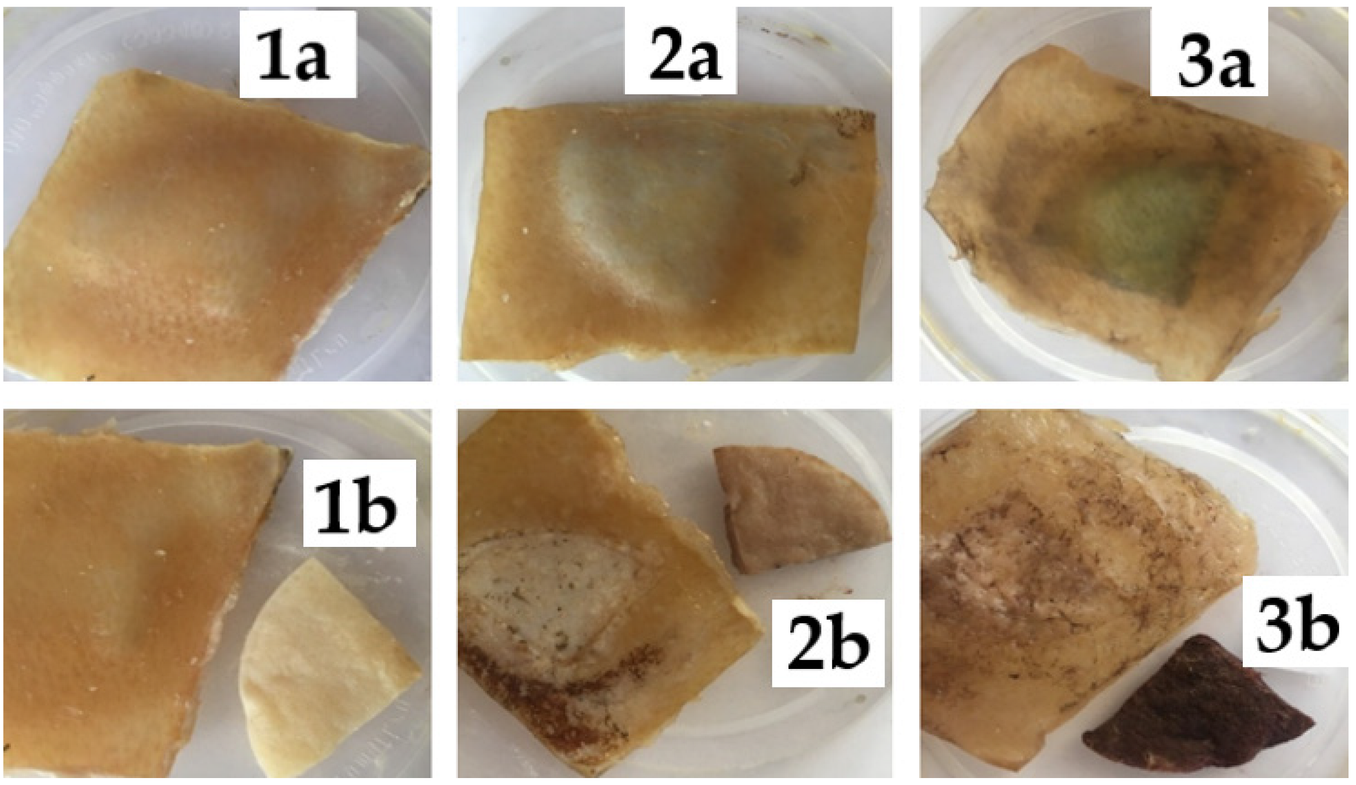 Coatings 12 00532 g003