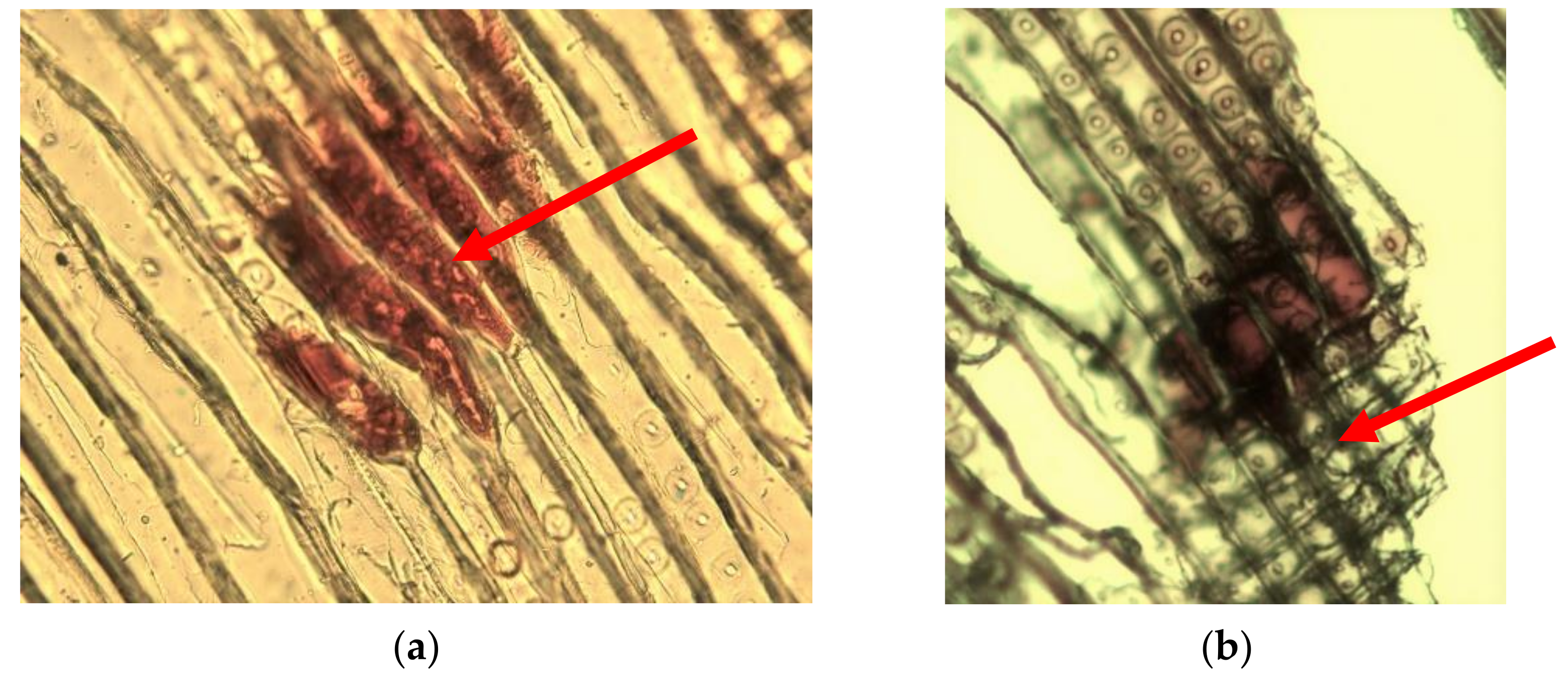 Coatings 12 00568 g002