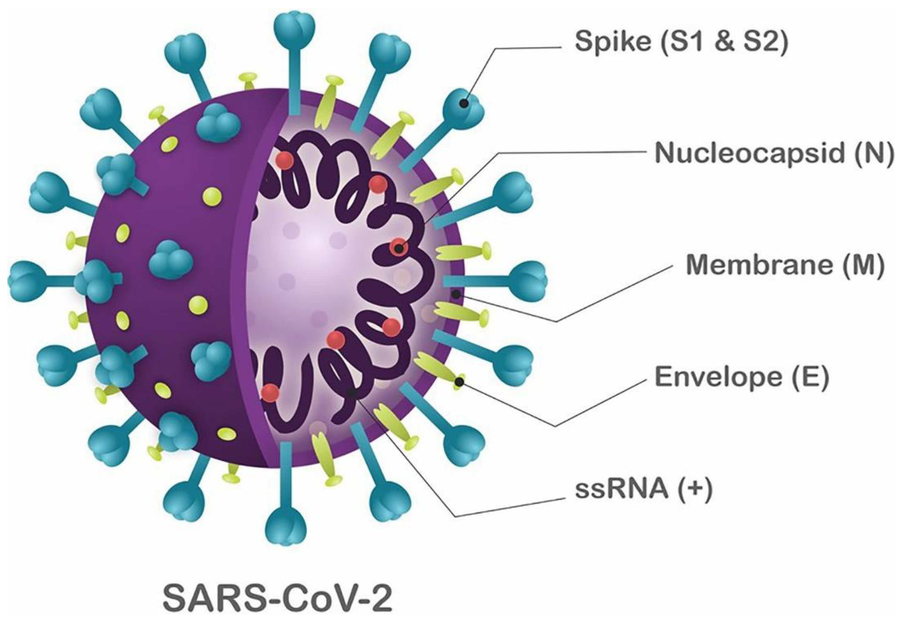 Новый коронавирус sars cov