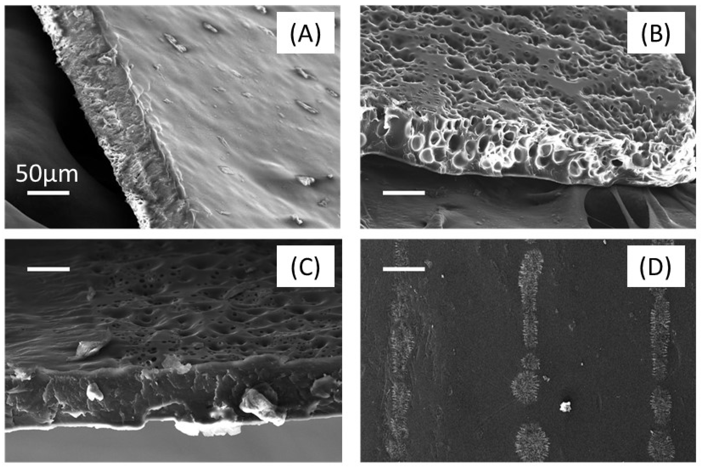 Coatings 12 00806 g005
