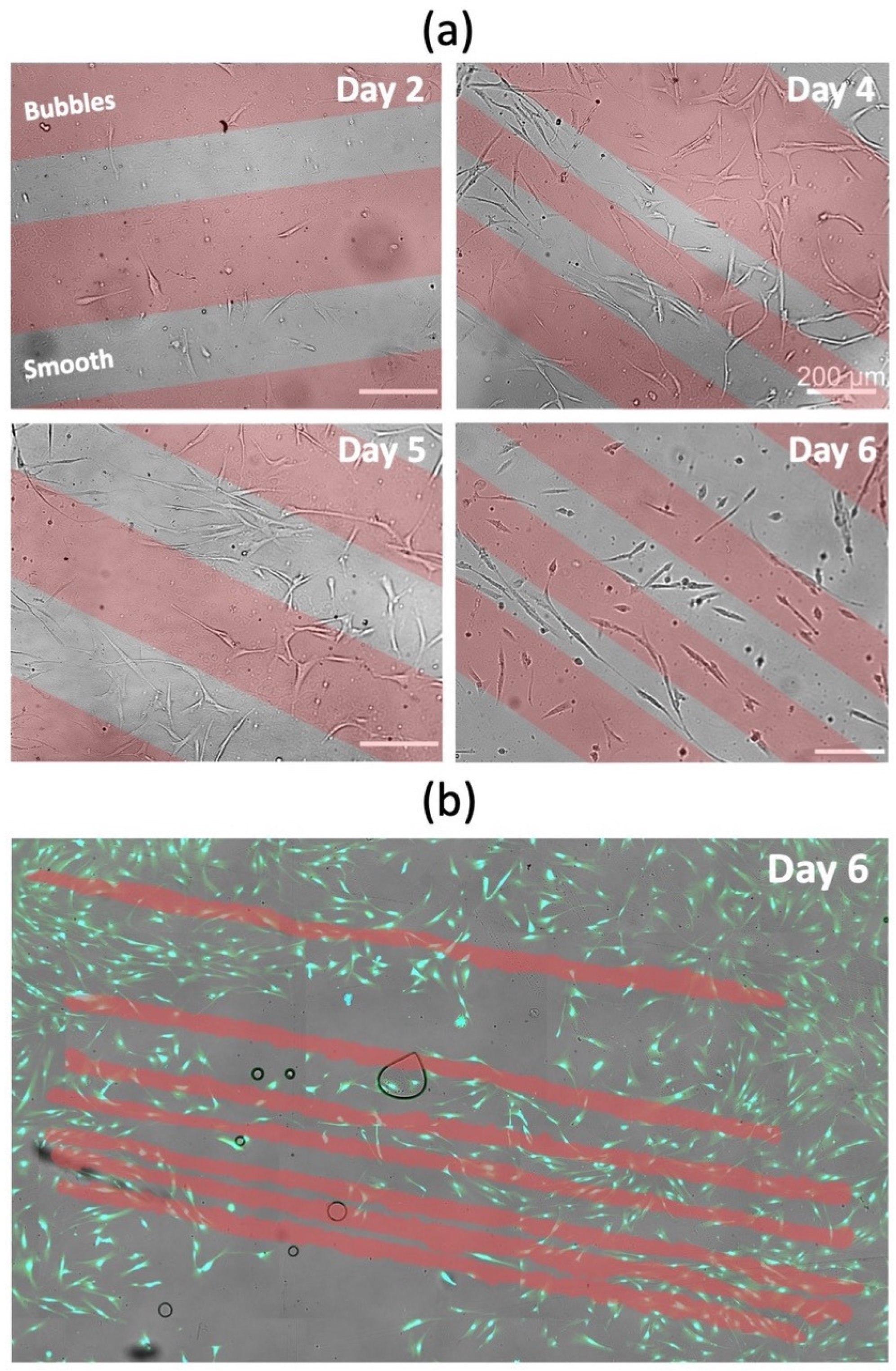 Coatings 12 00806 g006