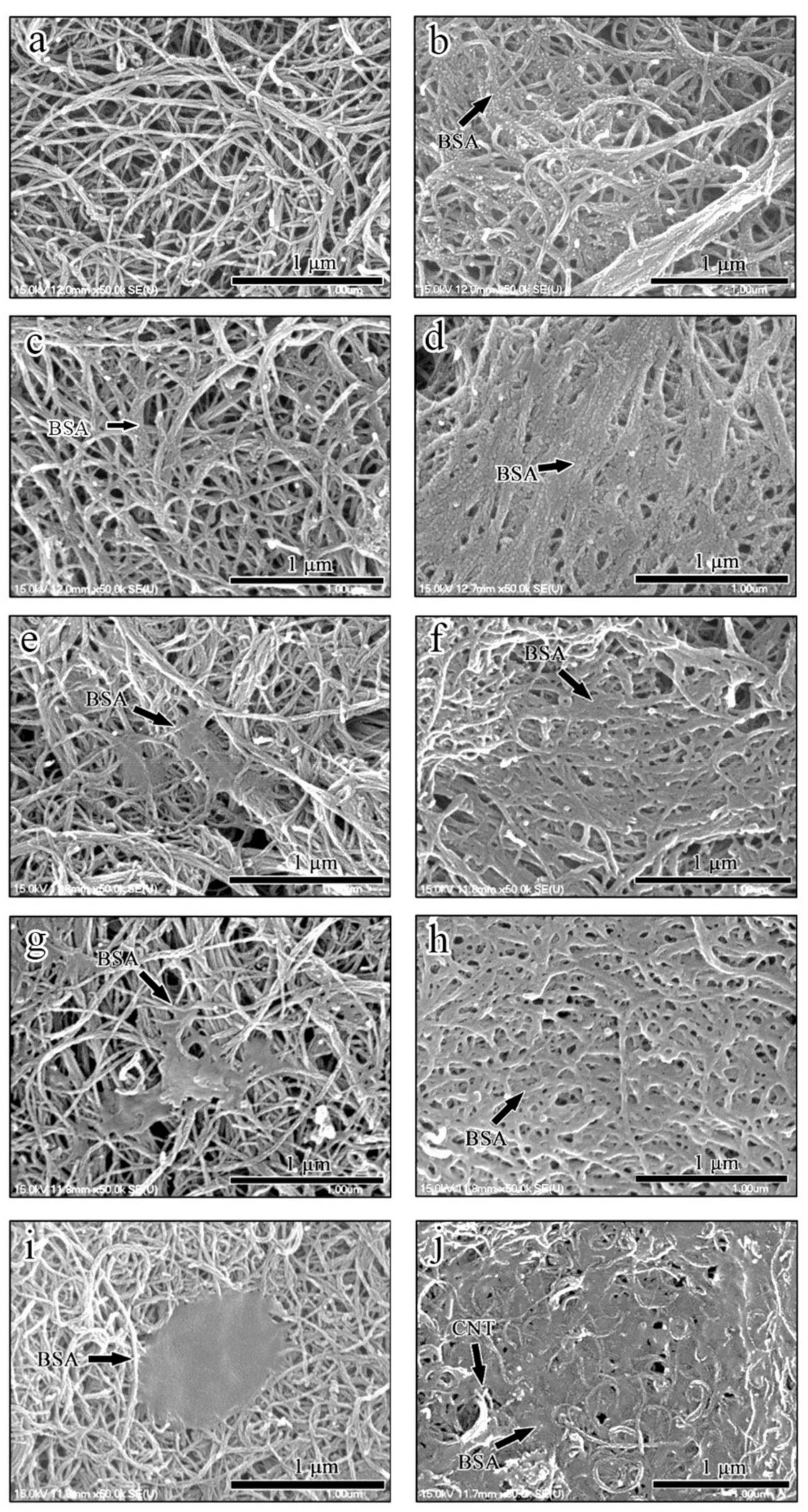 Coatings 12 00810 g008 550
