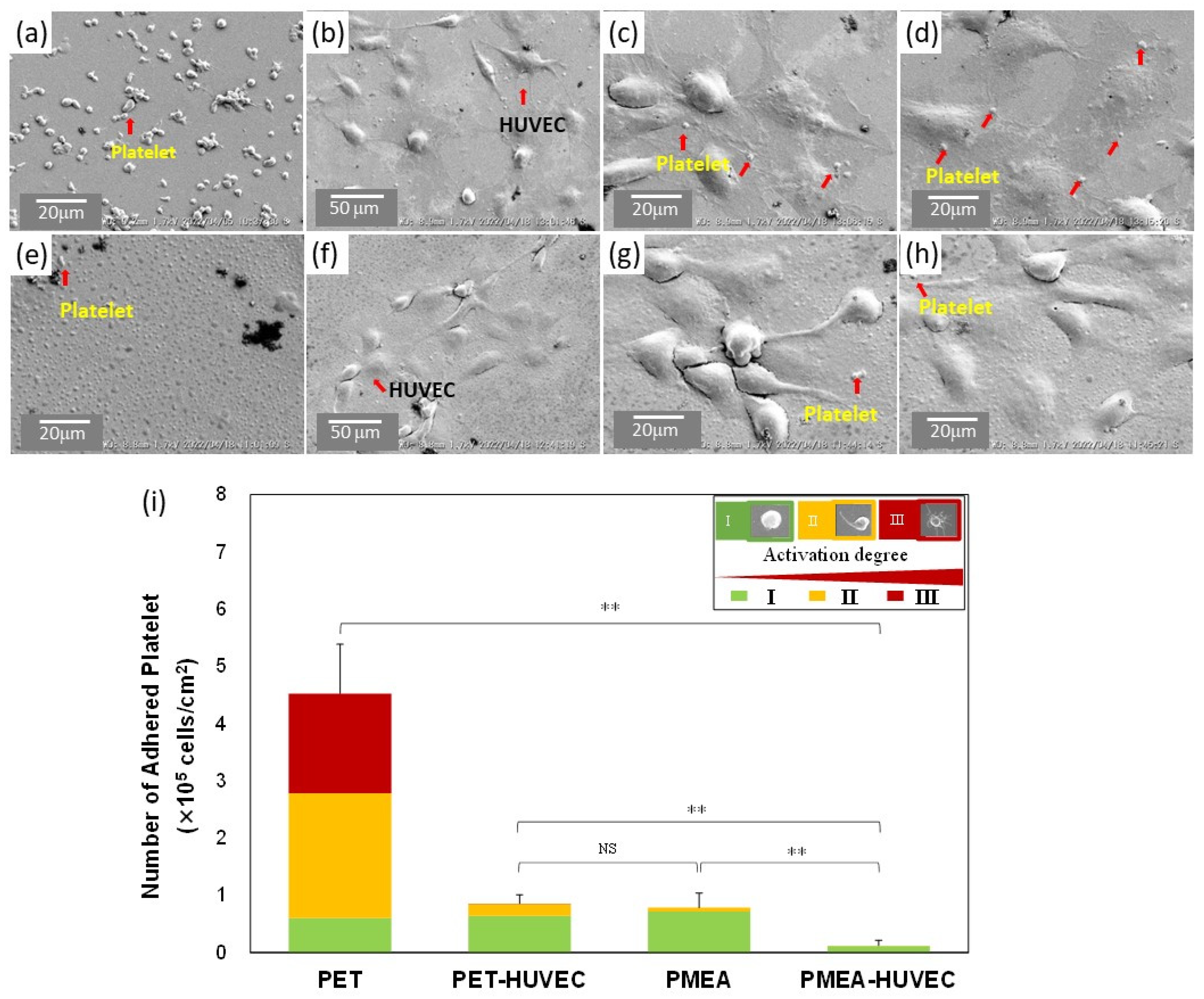 Coatings 12 00869 g010