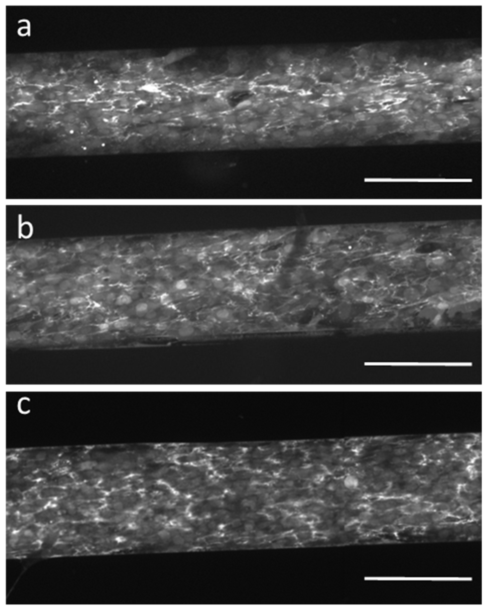 Coatings 12 00880 g007 550