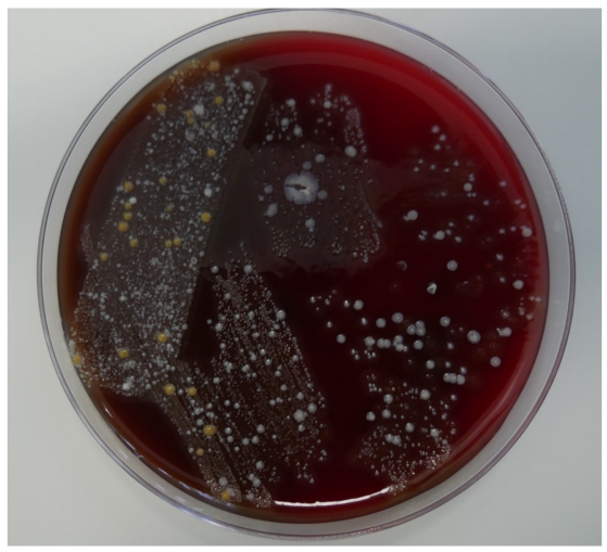 Coatings 12 00909 g008