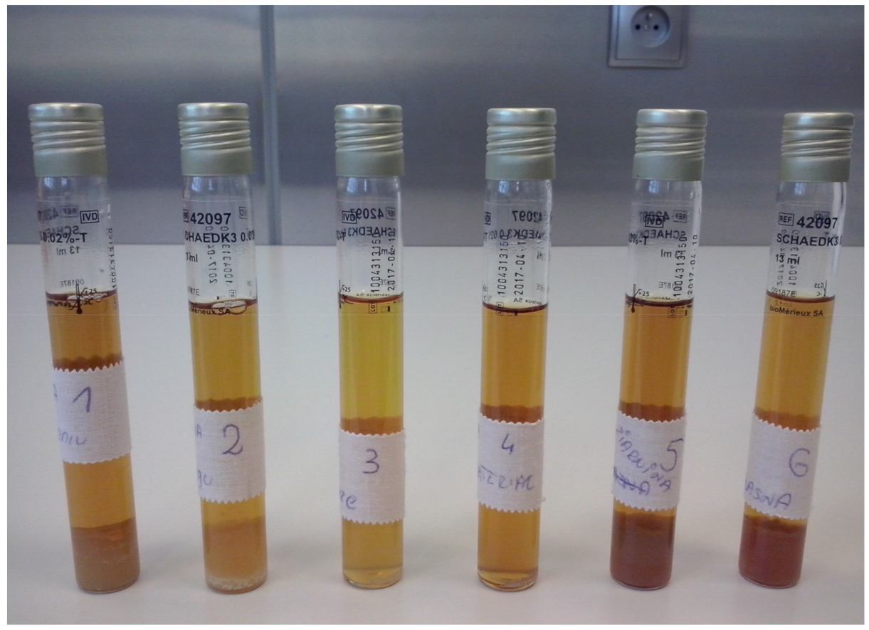 Coatings 12 00909 g017