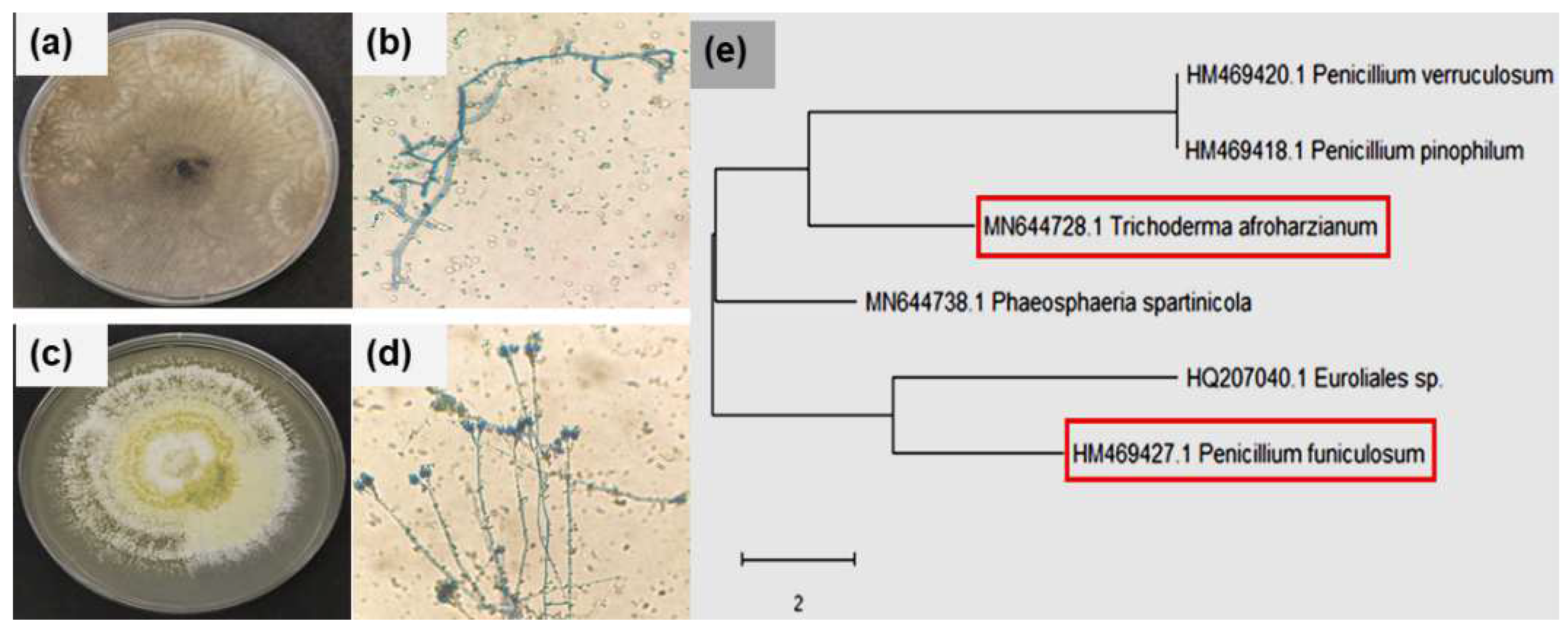 Coatings 12 00980 g001 Coatings 12 00980 g001