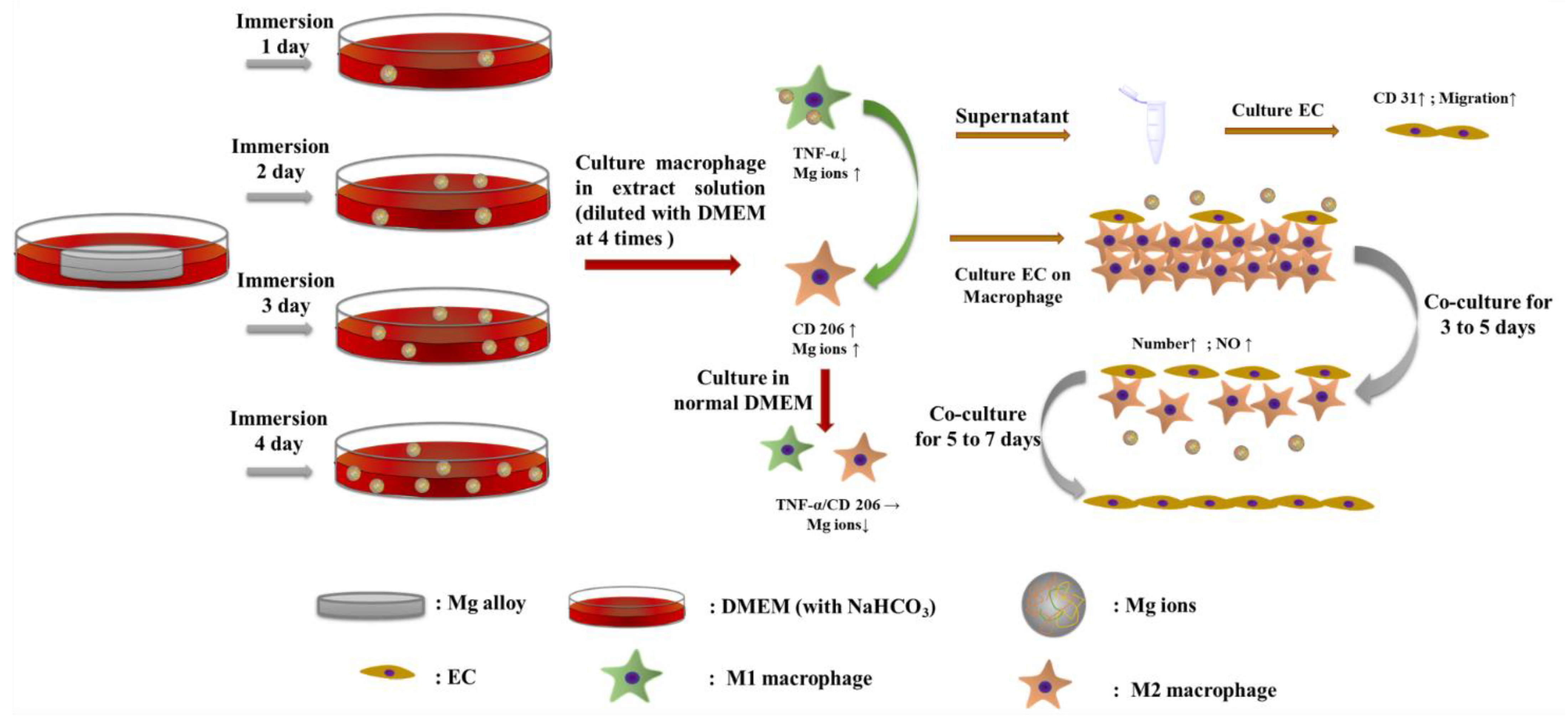 Coatings 12 01039 g005
