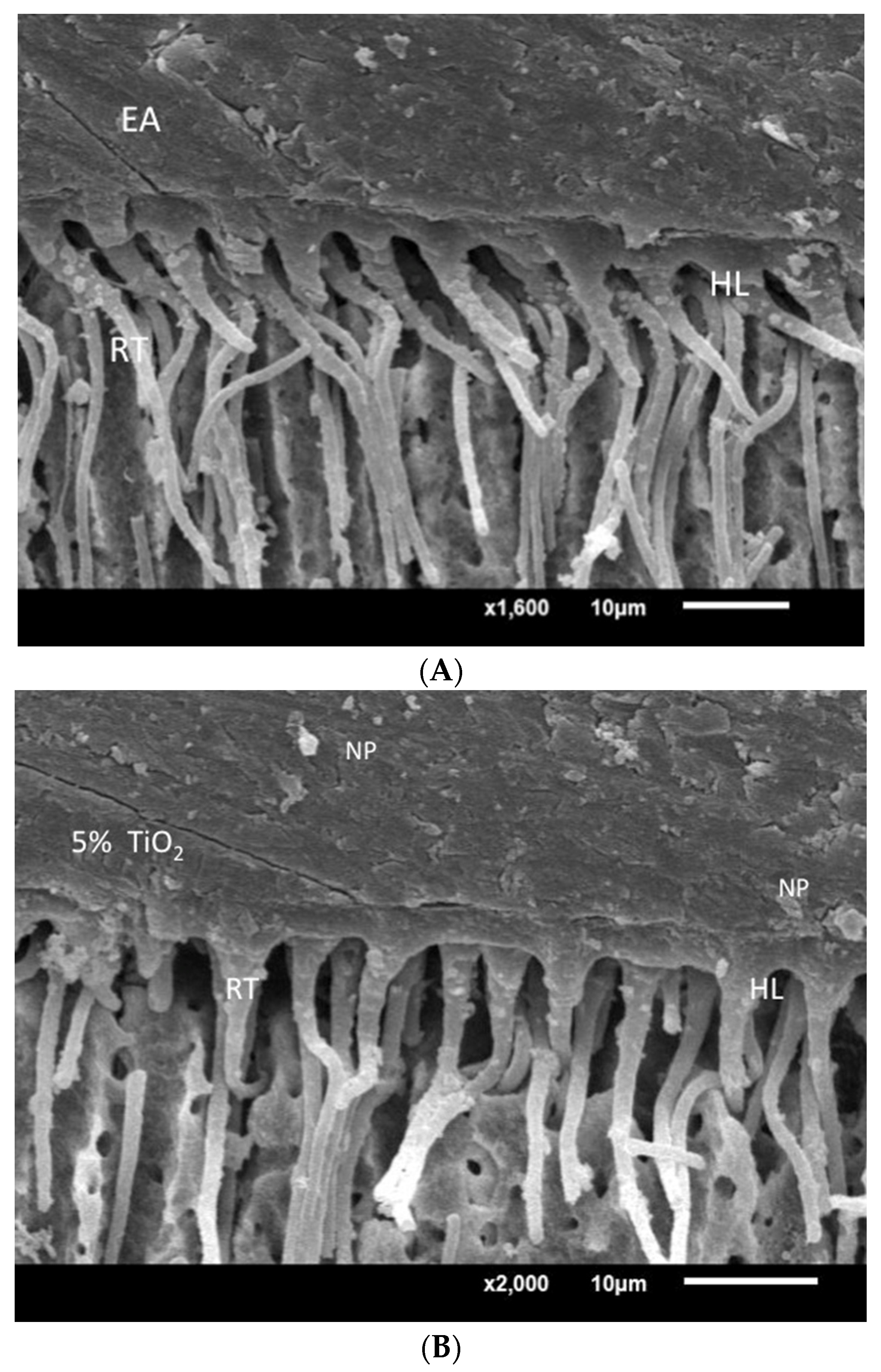 Coatings 12 01176 g008a 550