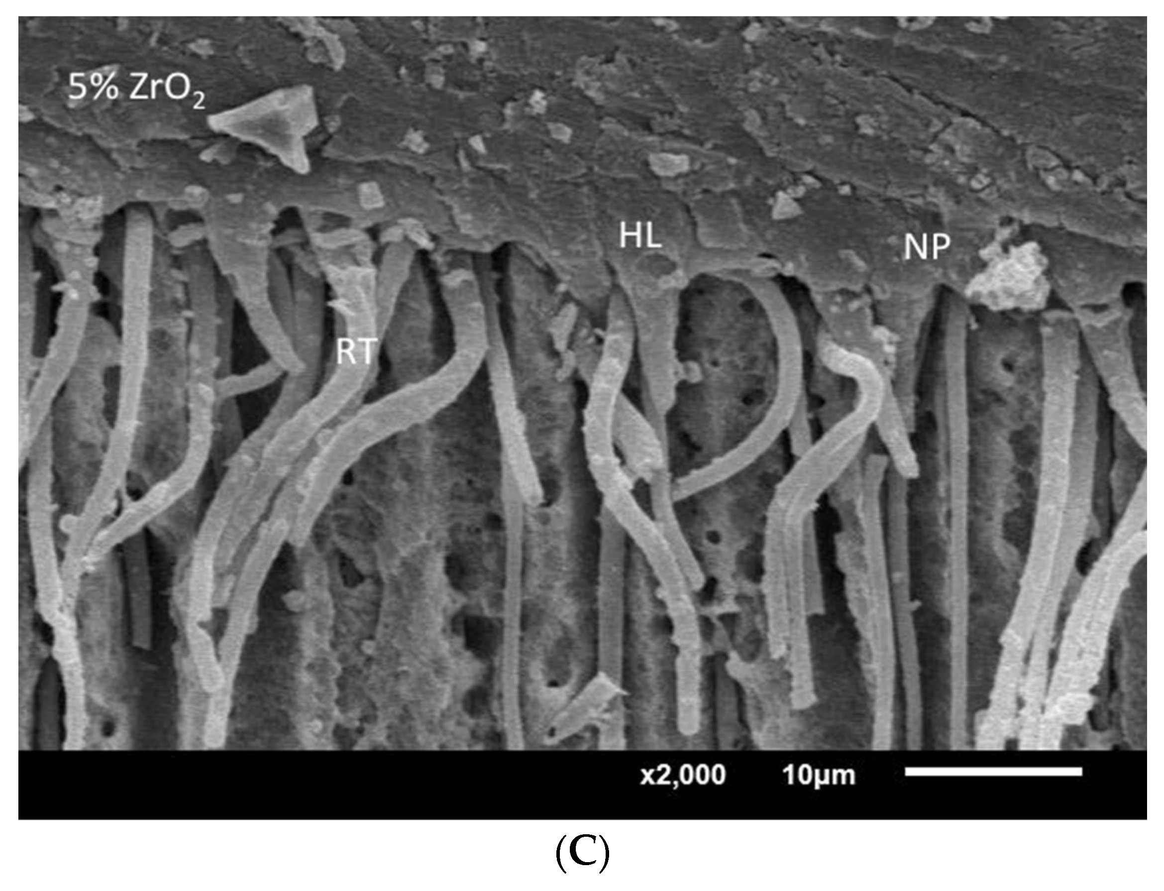 Coatings 12 01176 g008b 550